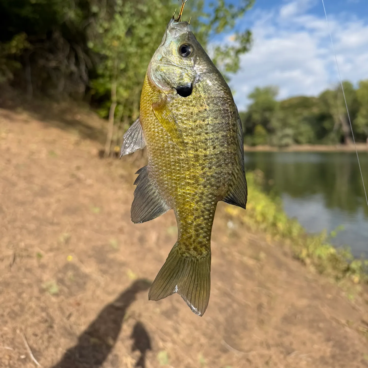 Bluegill caught on Fishbrain