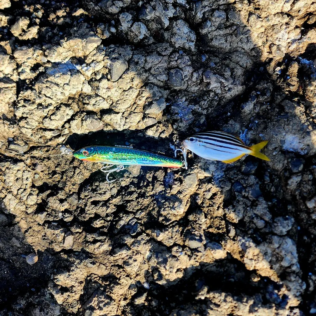 The most recent Australian mado catches on Fishbrain