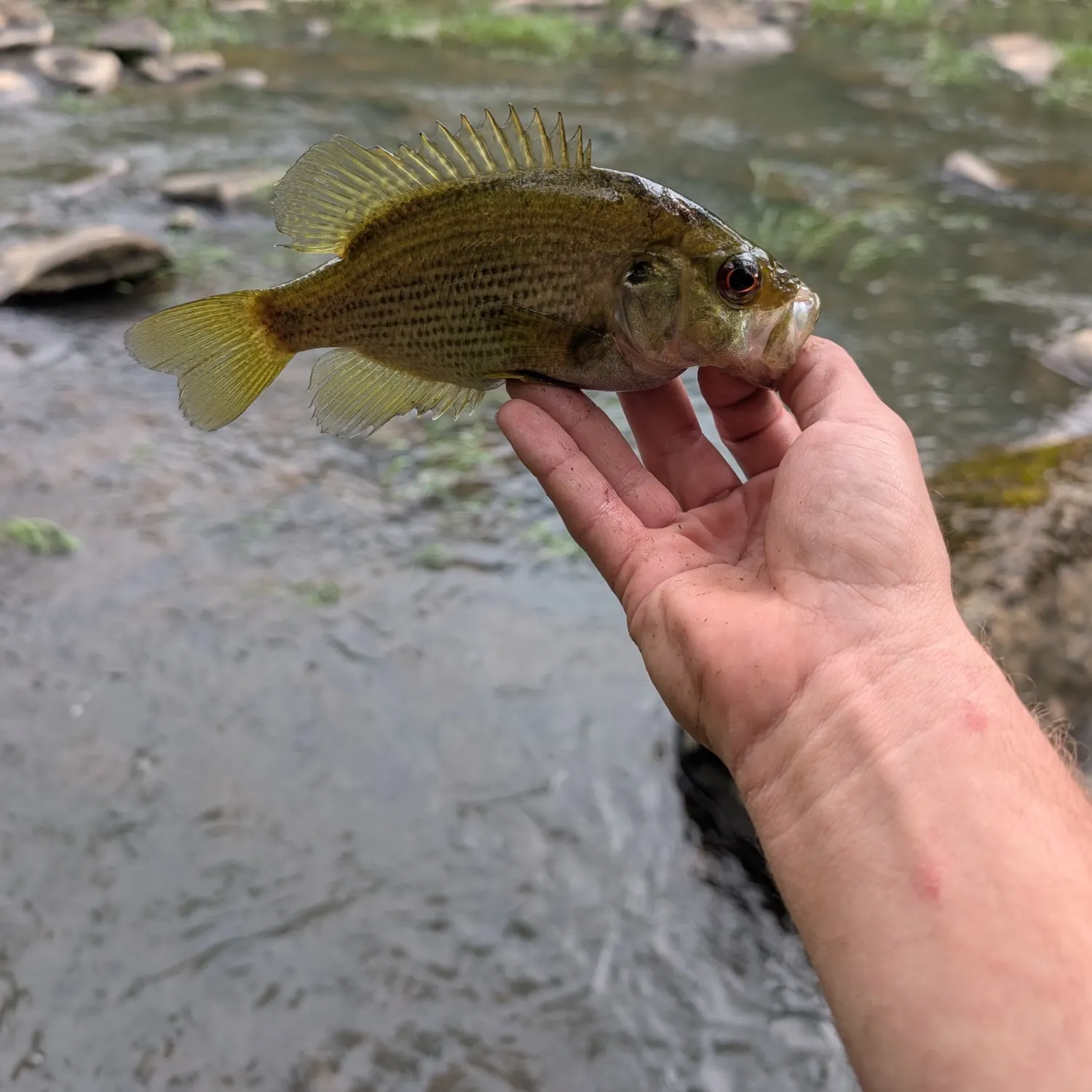 Roanoke bass caught on Fishbrain