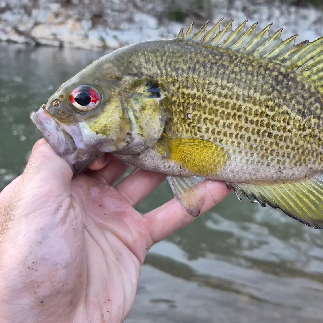 The most recent Rock bass catches on Fishbrain