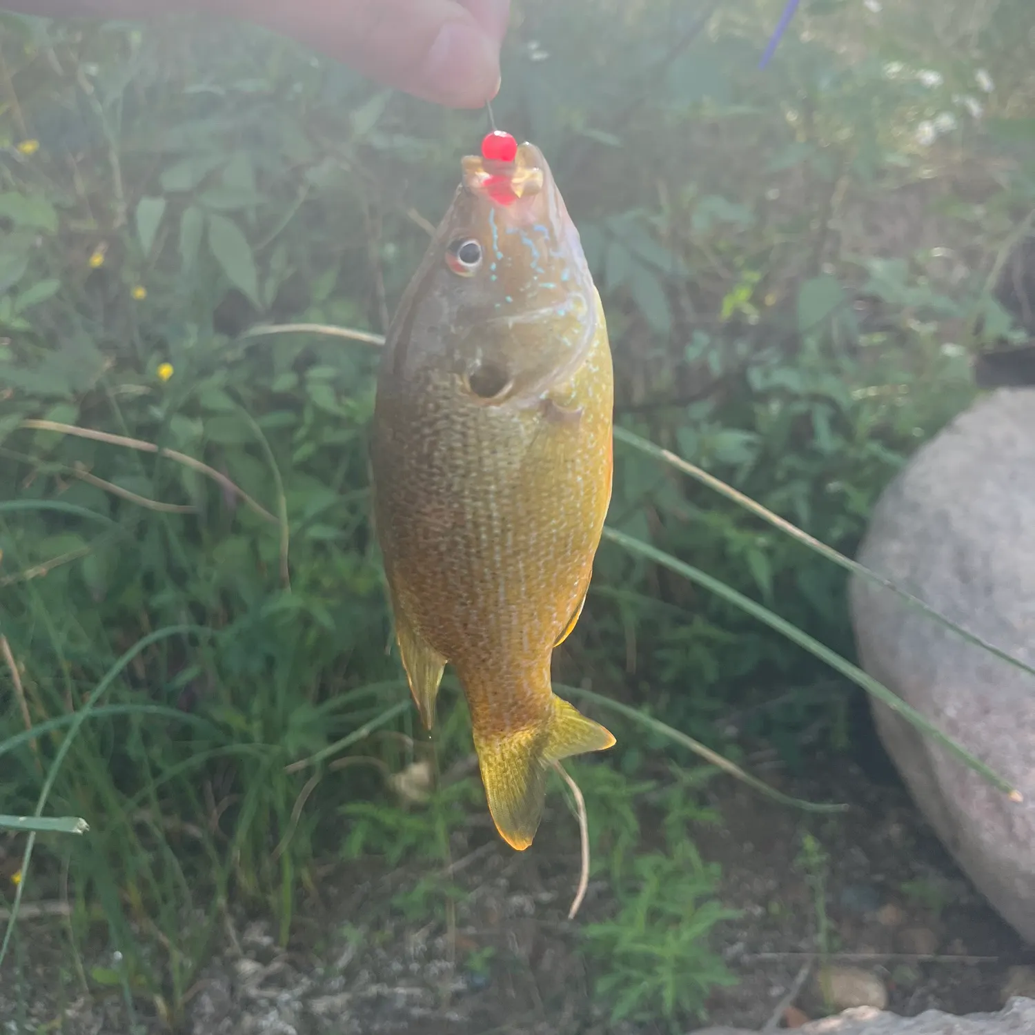 Green sunfish caught on Fishbrain