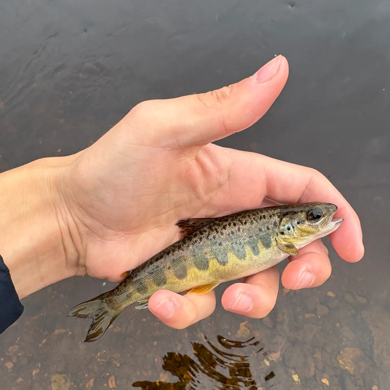 Fish caught on Fishbrain