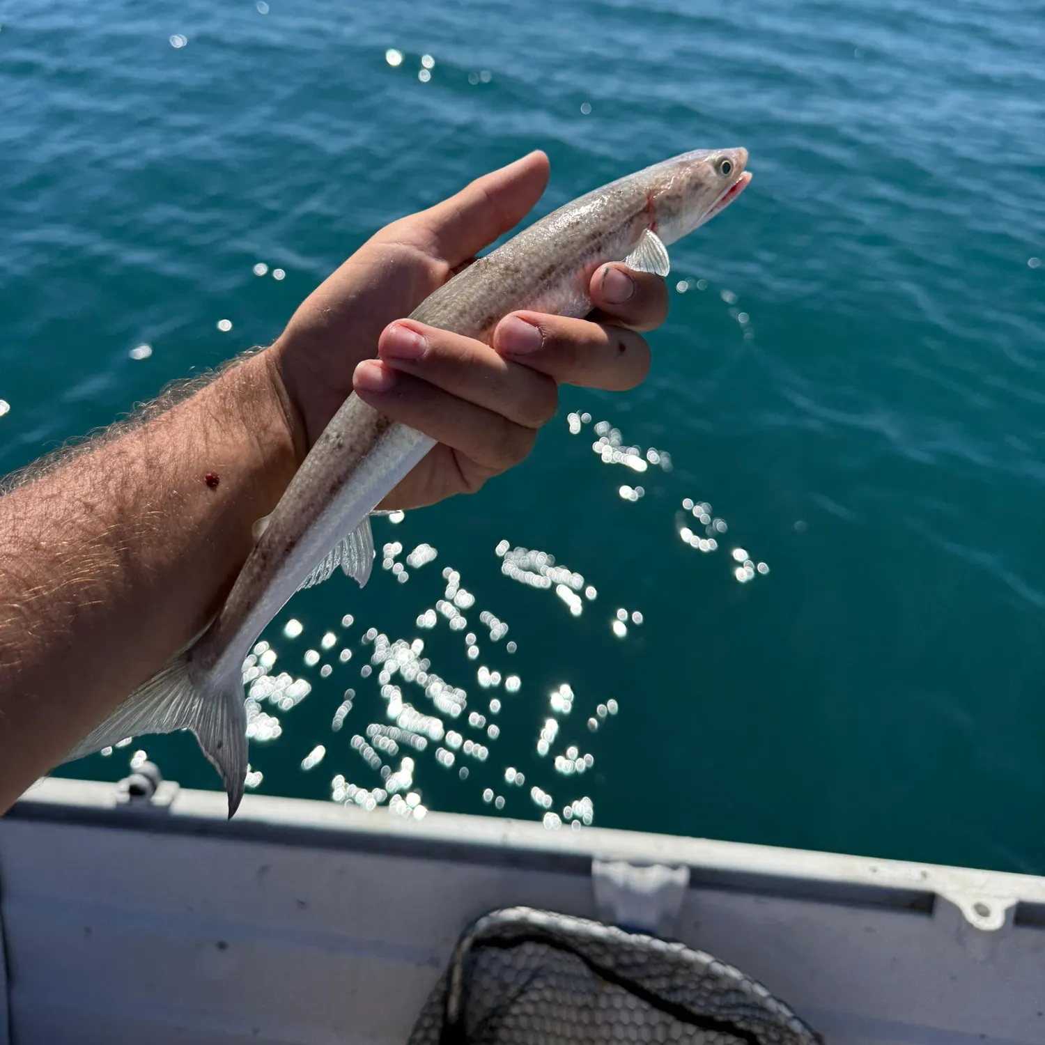 The most recent Shortfin lizardfish catches on Fishbrain