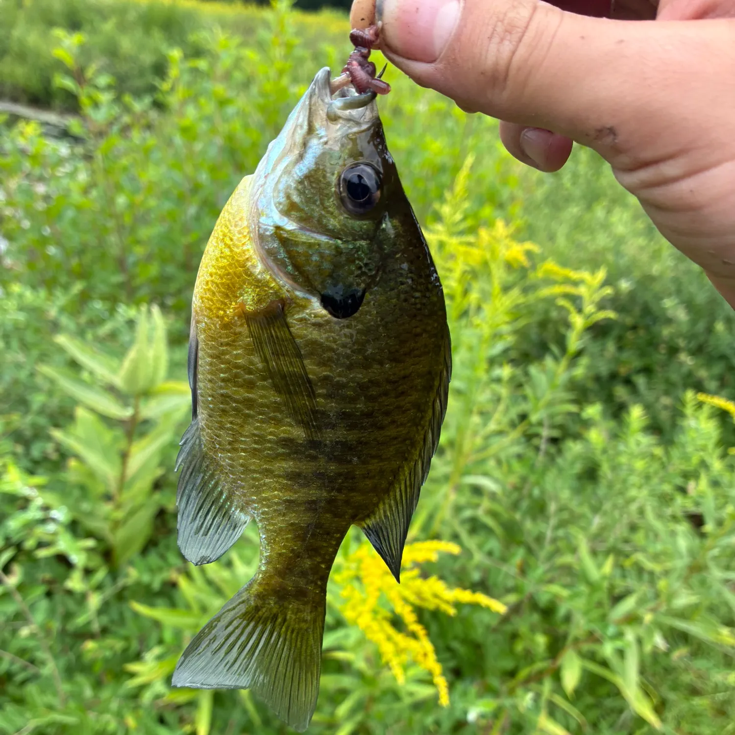 Bluegill caught on Fishbrain