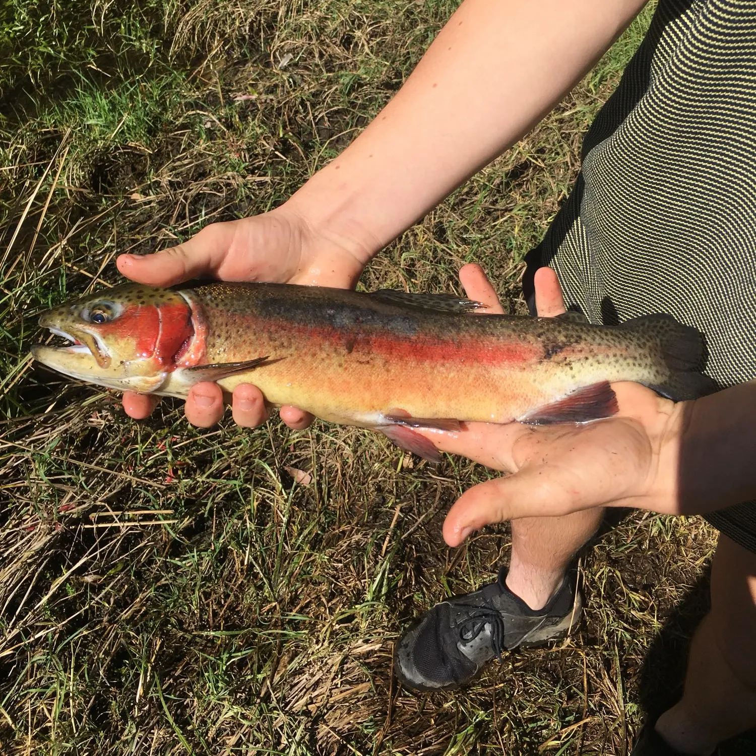 Rainbow trout caught on Fishbrain