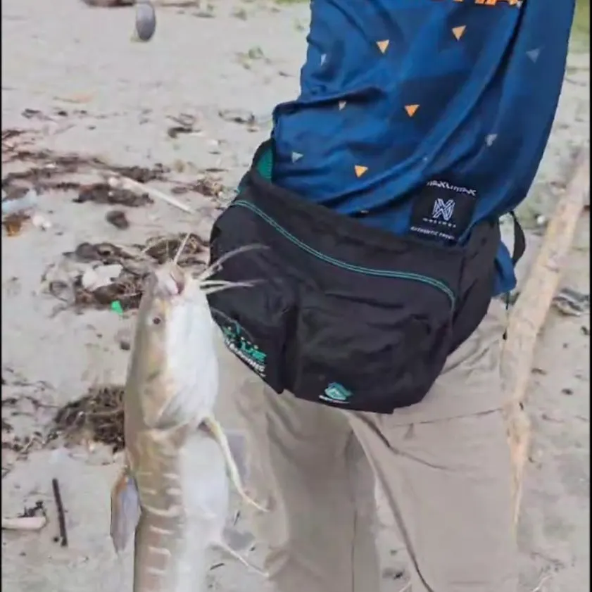 The most popular recent Sagor sea catfish catch on Fishbrain