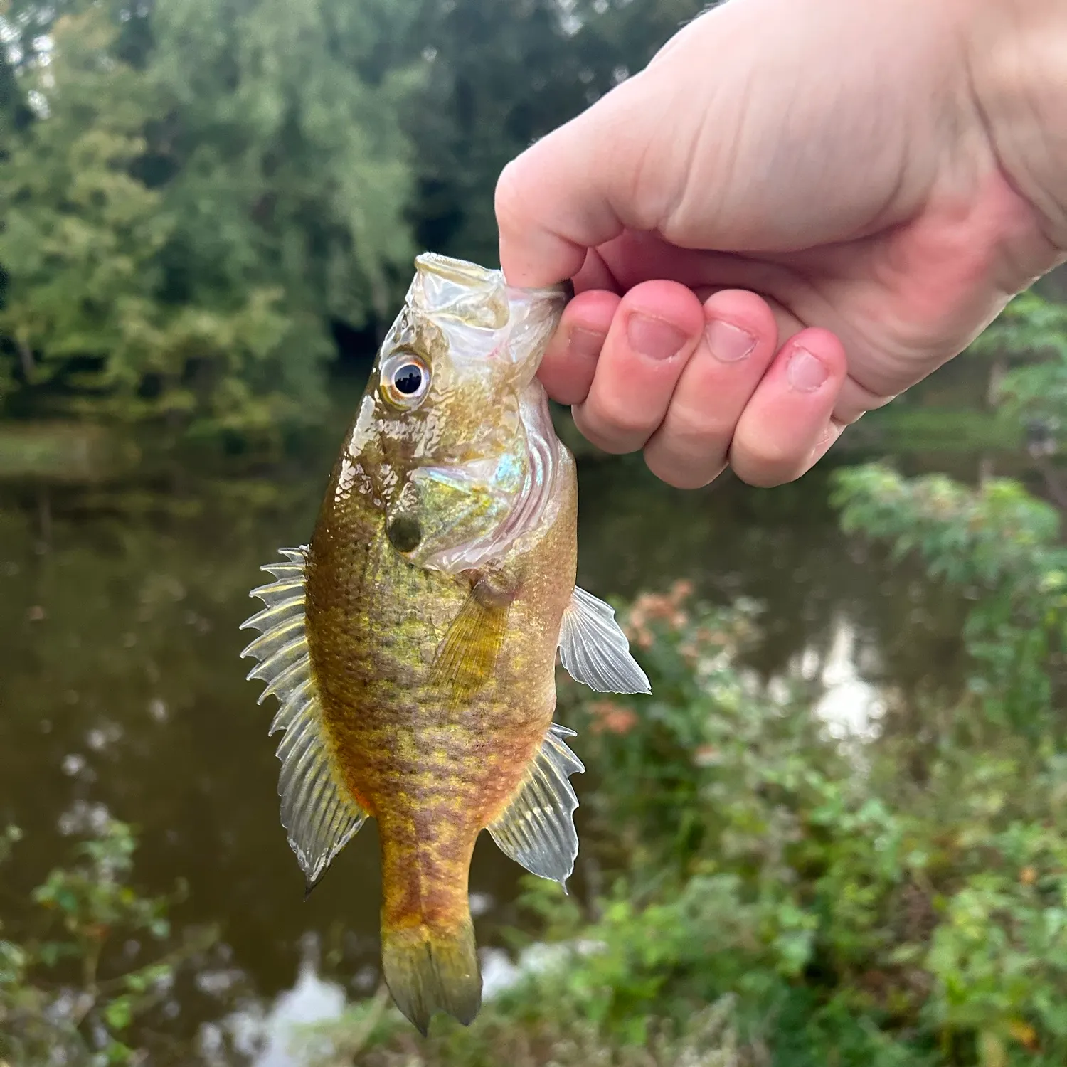 Warmouth caught on Fishbrain