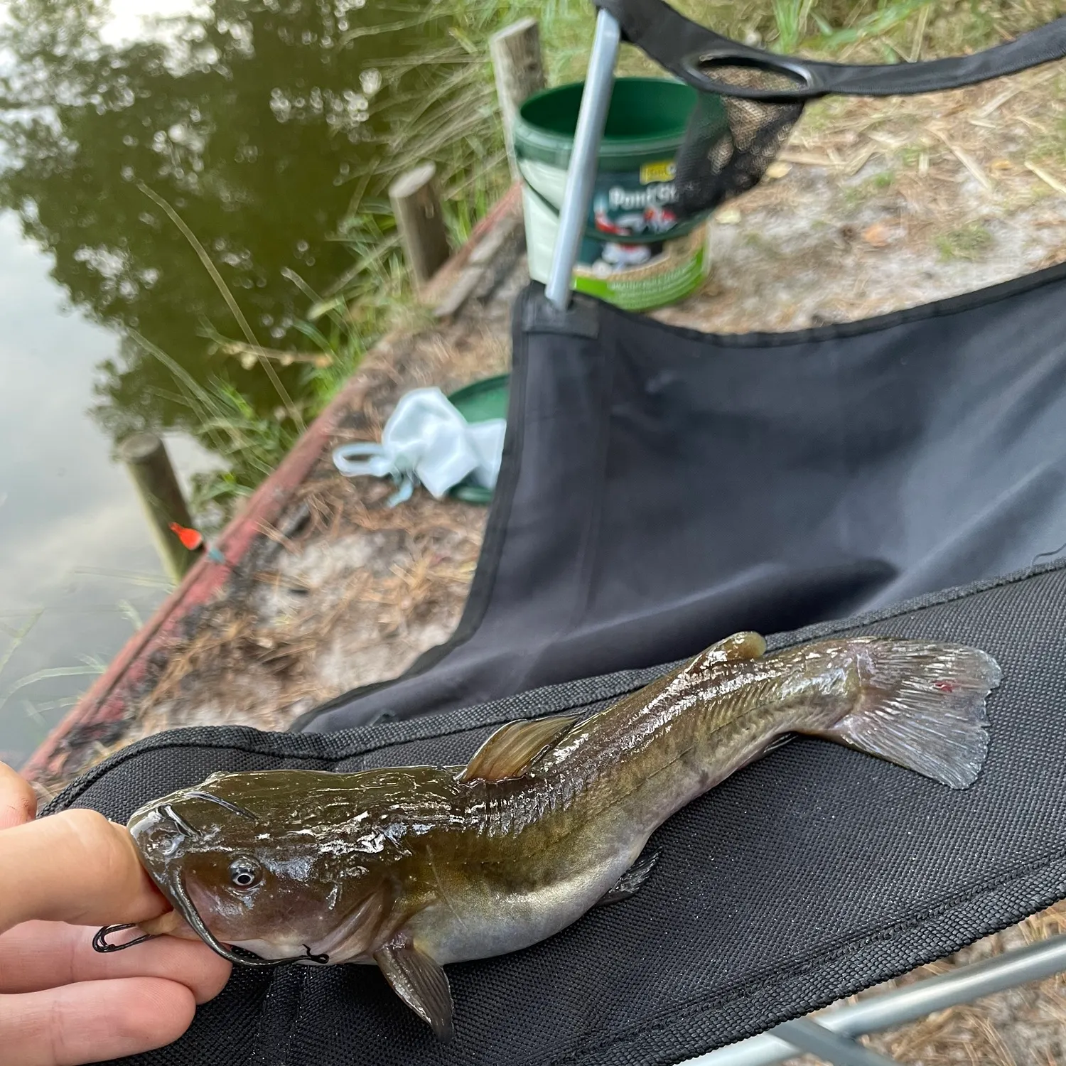 Brown bullhead caught on Fishbrain