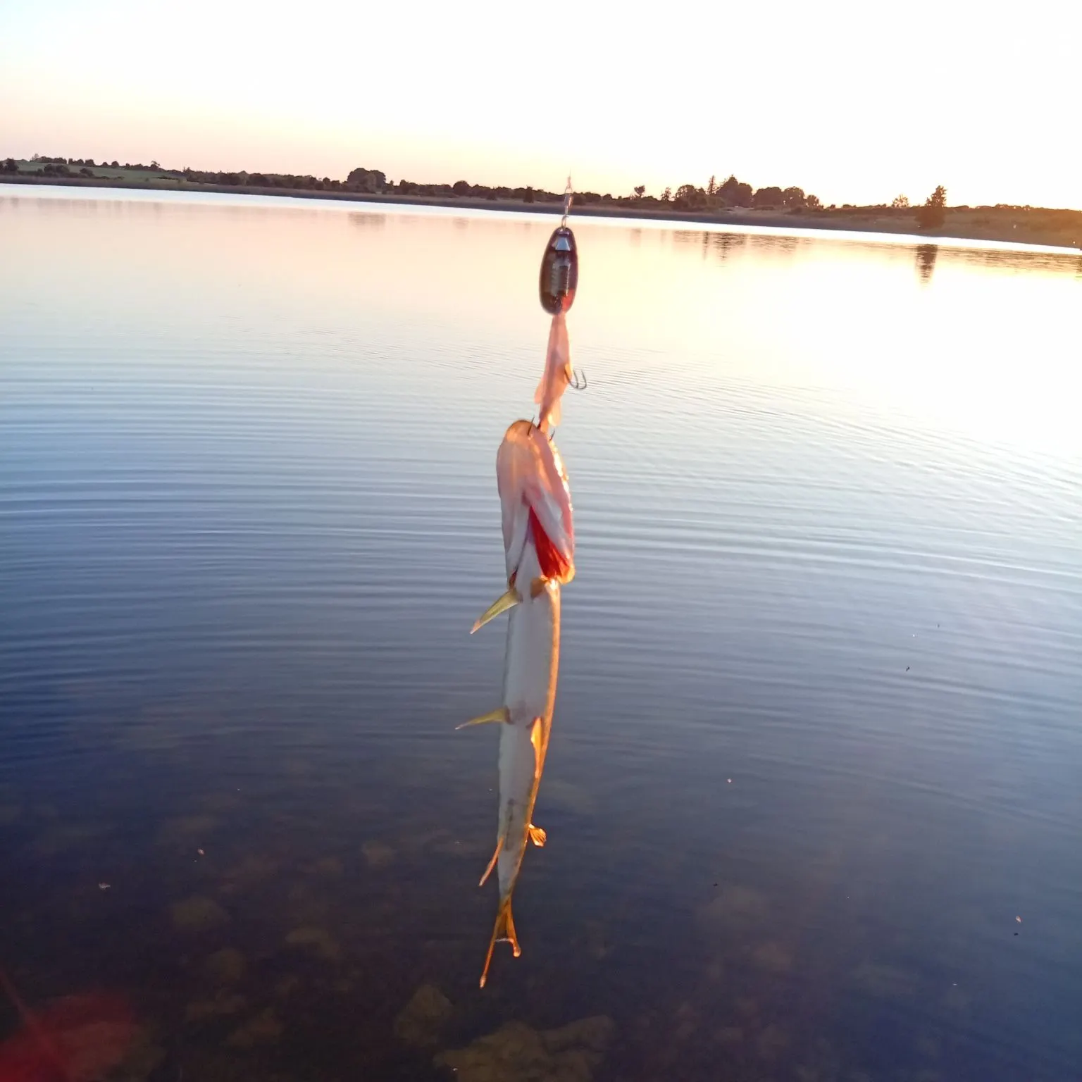 Northern pike caught on Fishbrain