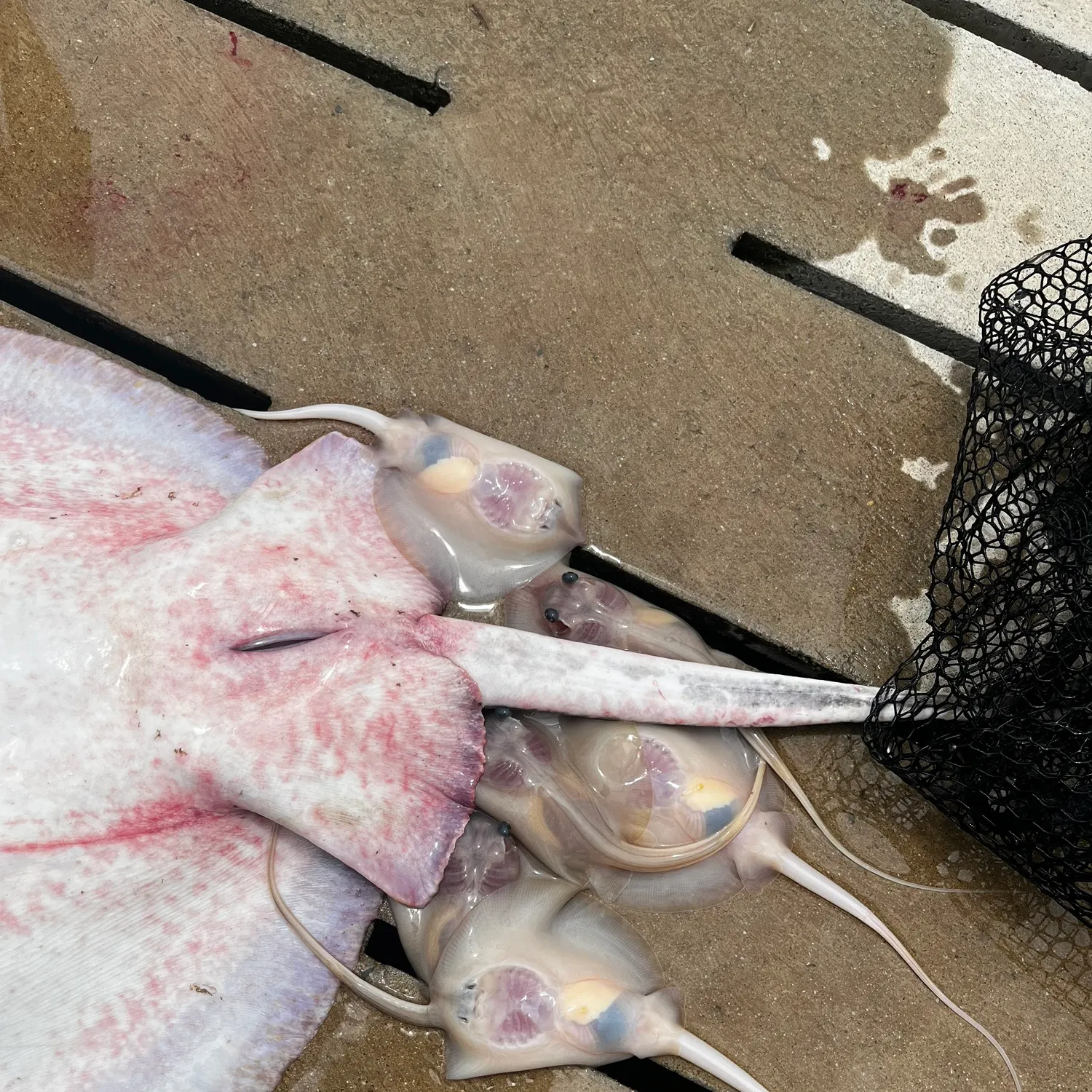 The most recent Common stingray catches on Fishbrain