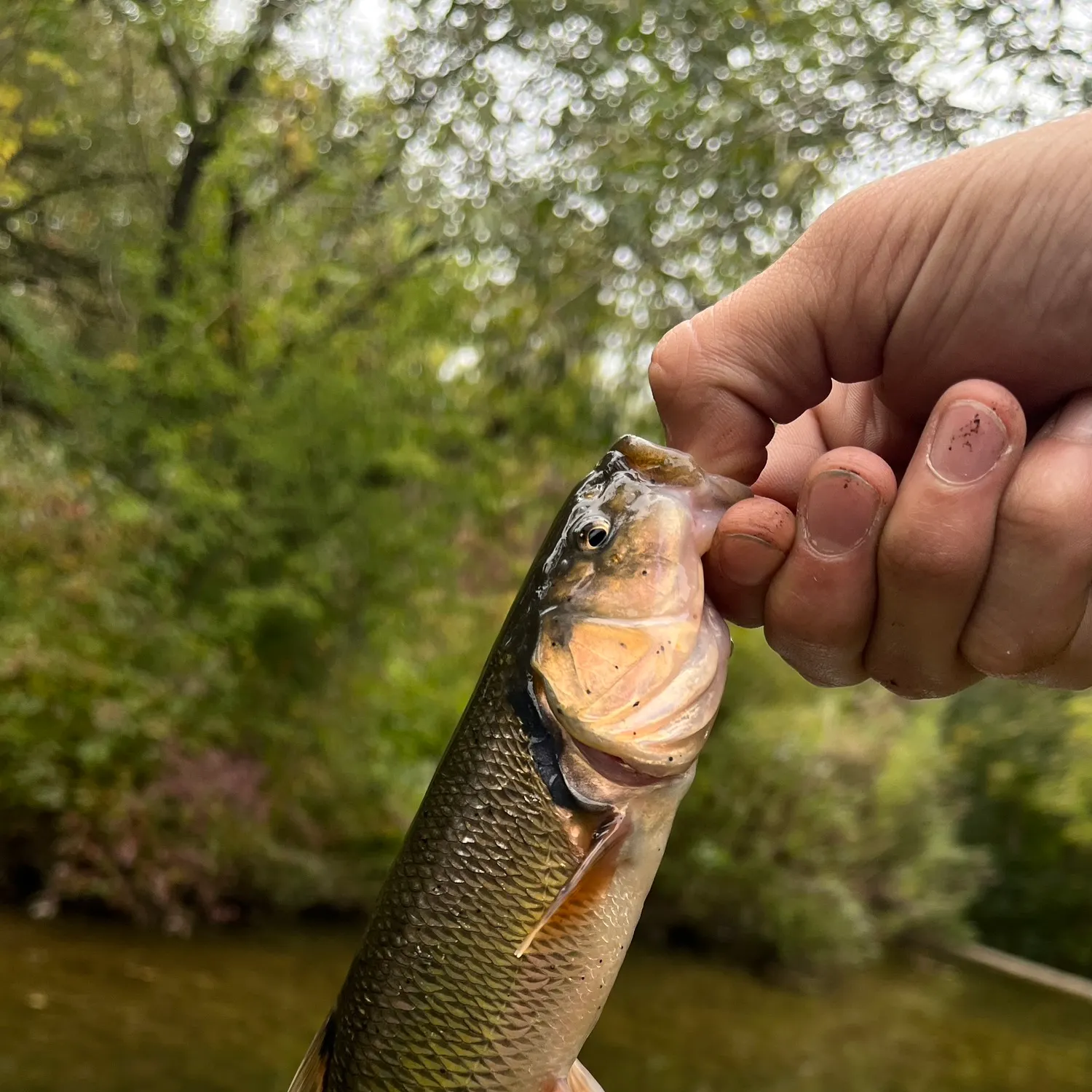 Creek chub caught on Fishbrain