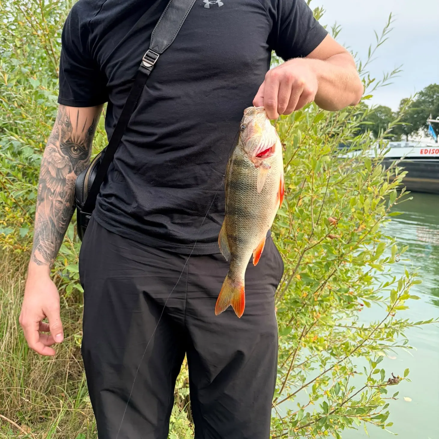 European perch caught on Fishbrain