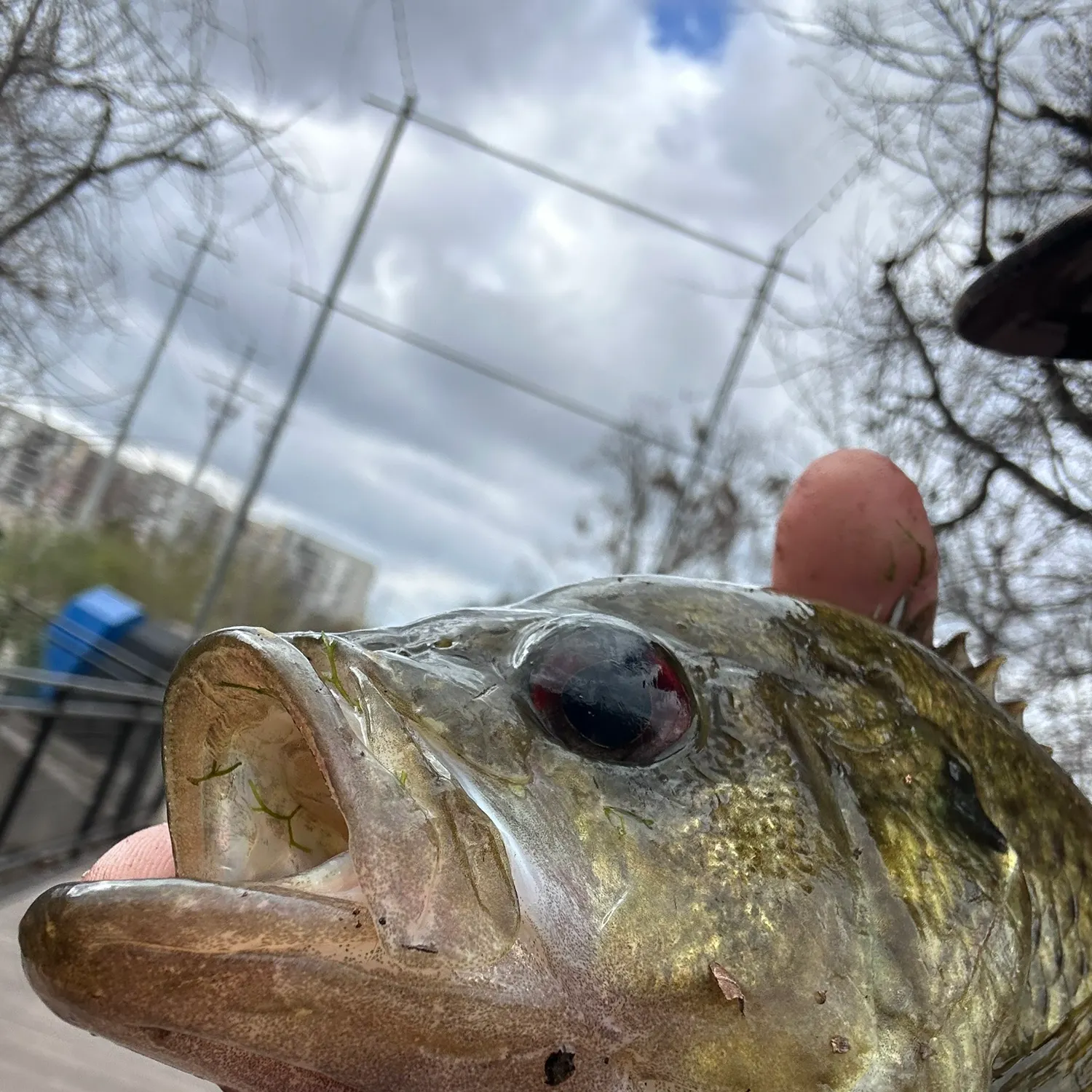 The most recent Rock bass catches on Fishbrain