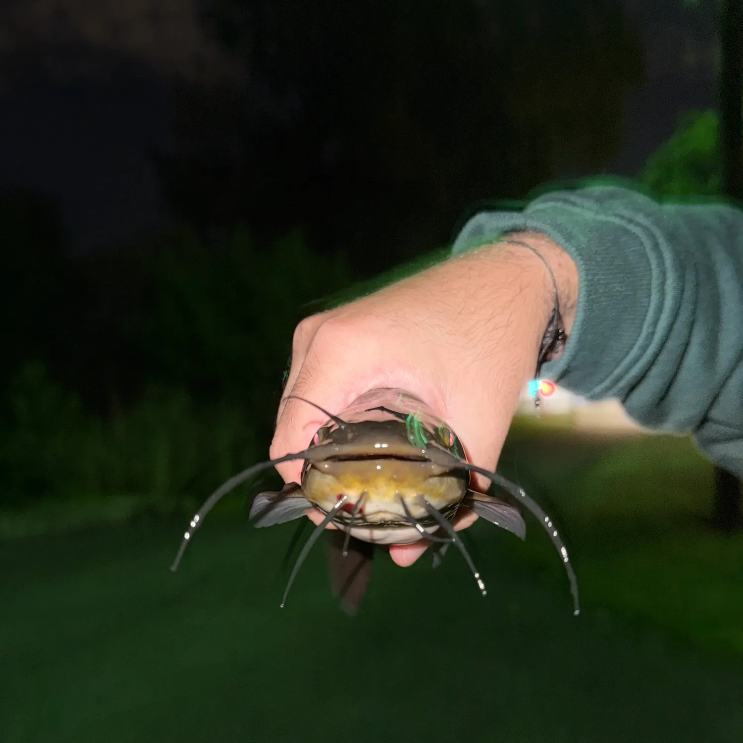 Brown bullhead caught on Fishbrain