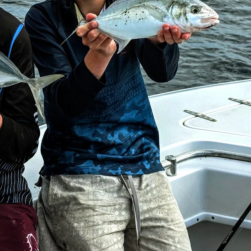 The most recent Bludger catches on Fishbrain