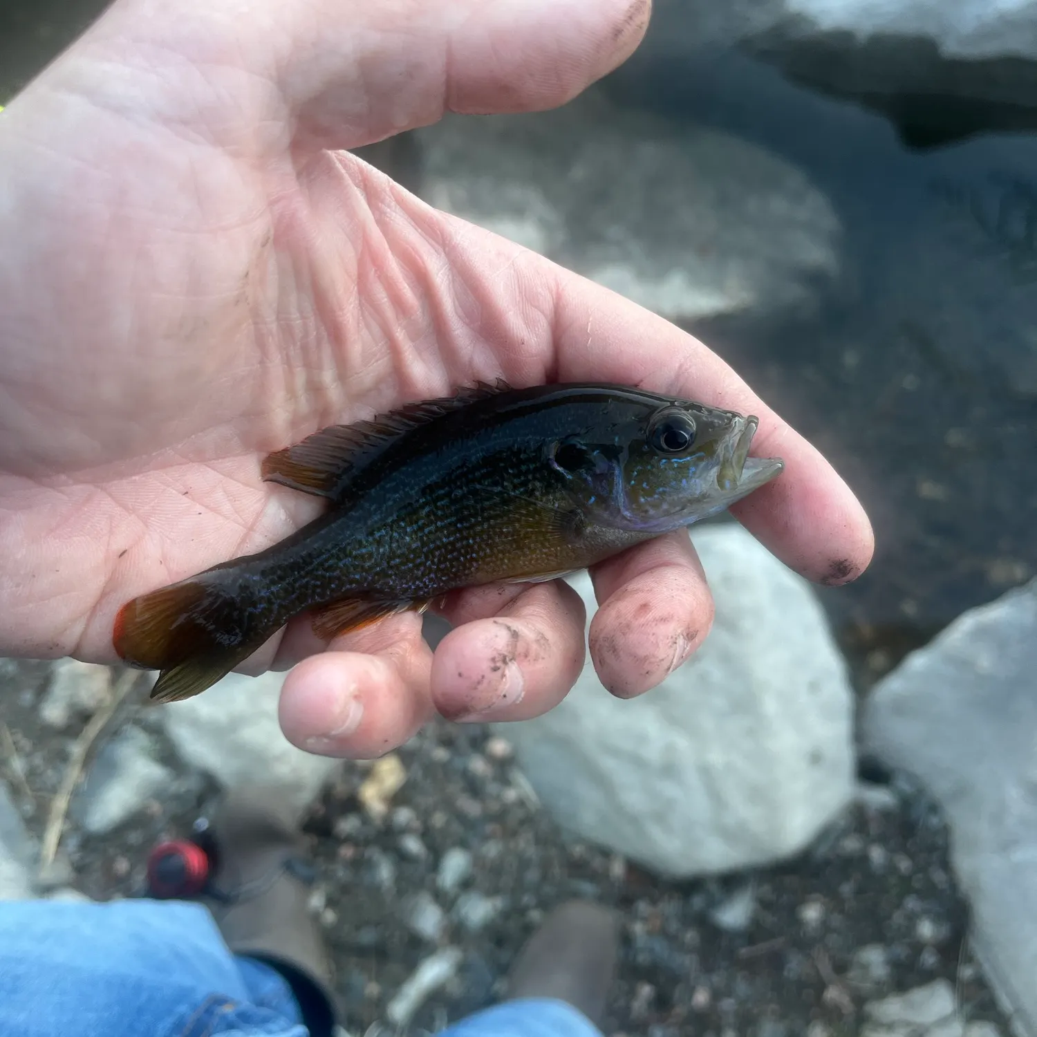 Green sunfish caught on Fishbrain