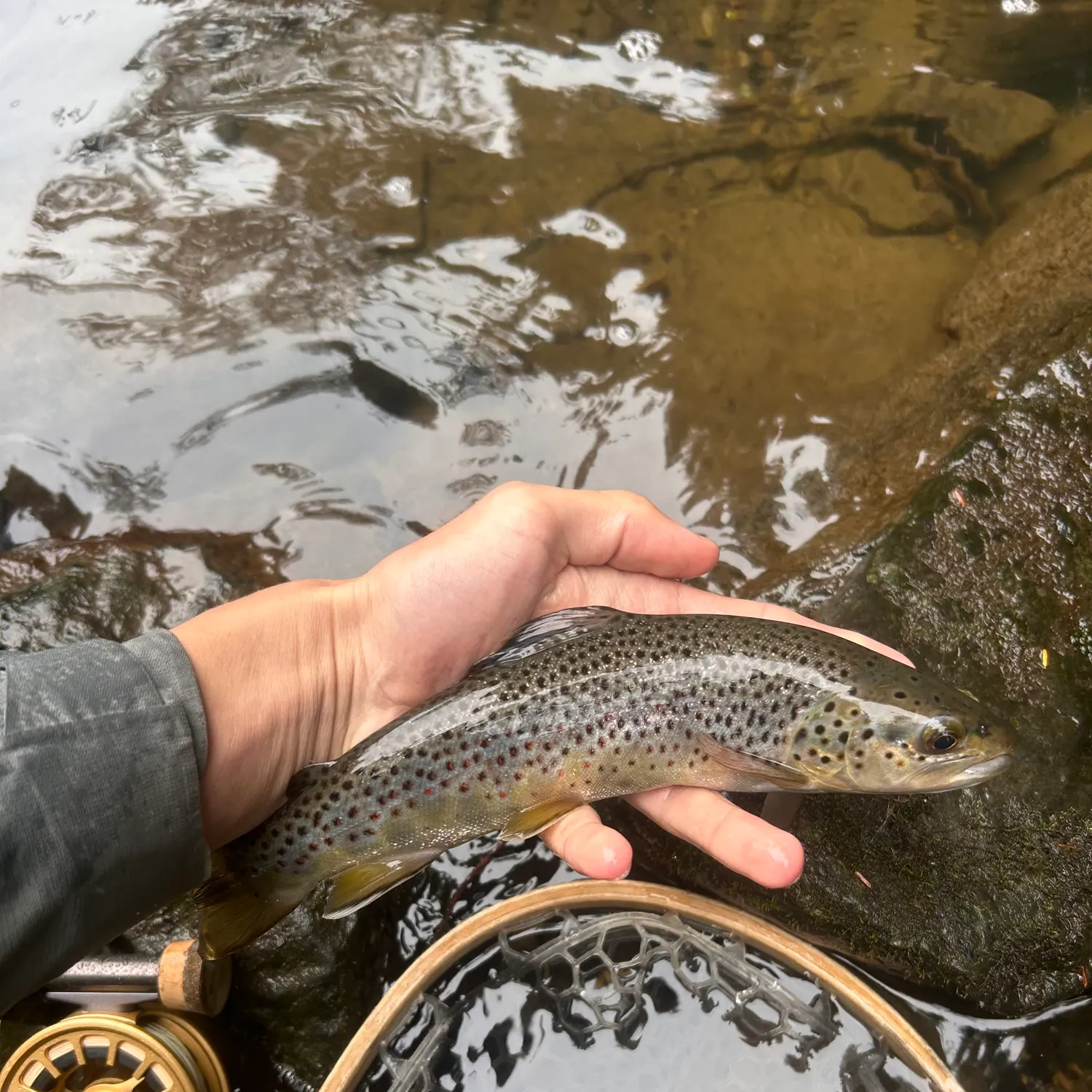 Brown trout caught on Fishbrain