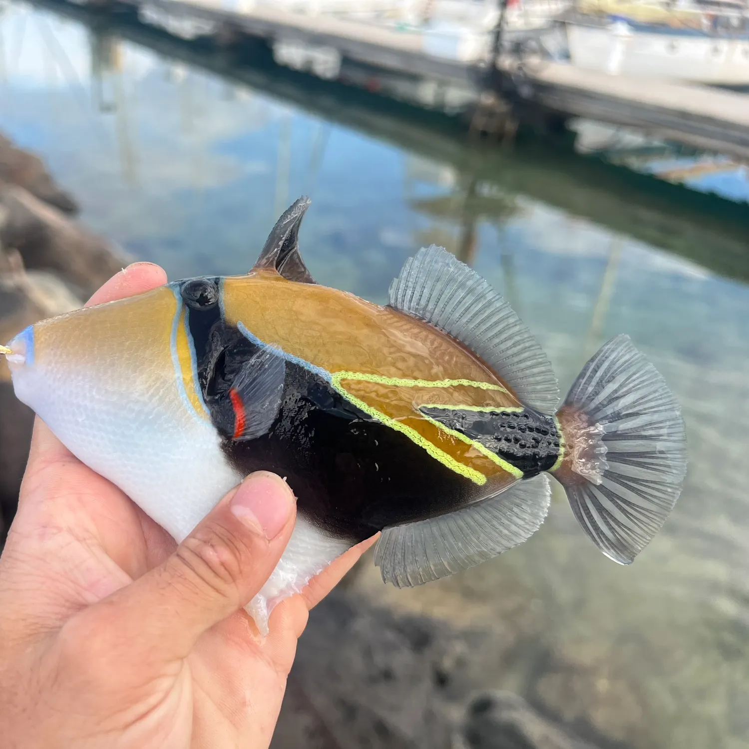 The most popular recent Wedge-tail triggerfish catch on Fishbrain