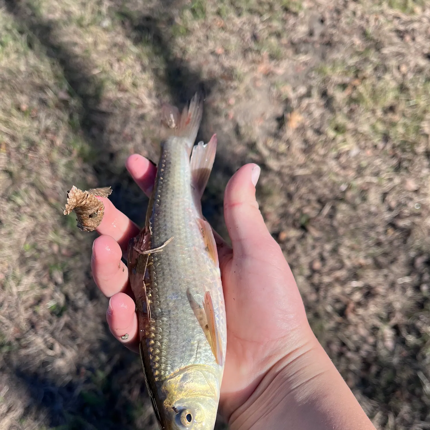 The most recent Golden redhorse catches on Fishbrain