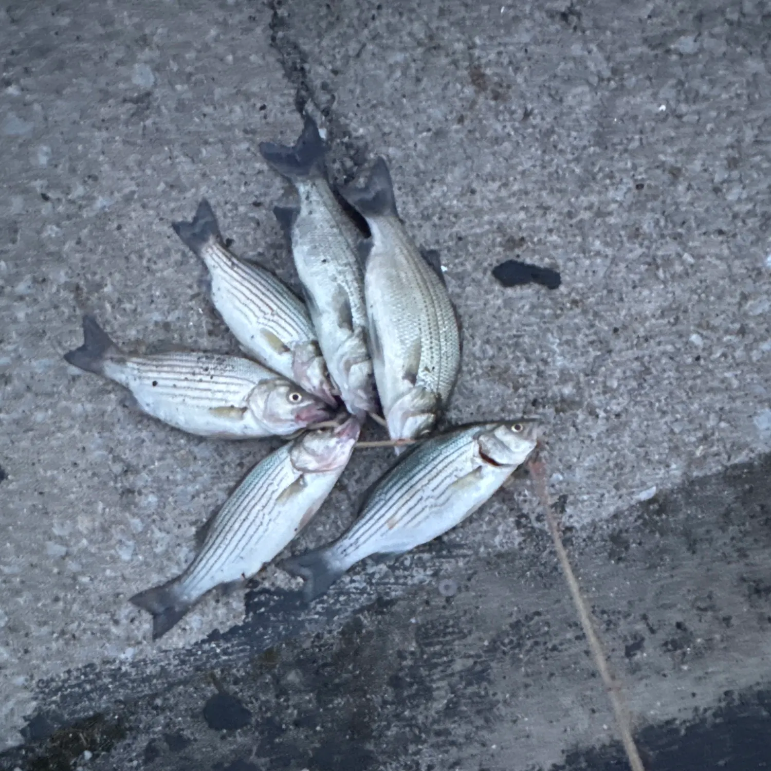 recently logged catches