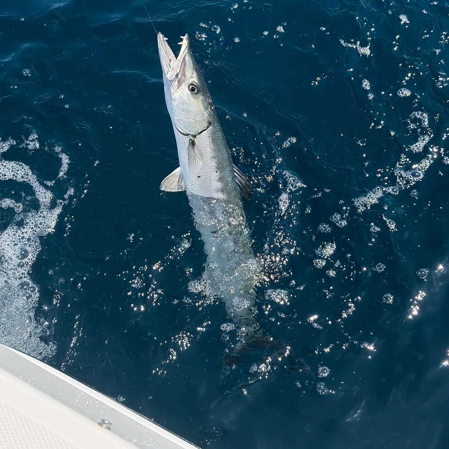 The most recent Great barracuda catches on Fishbrain