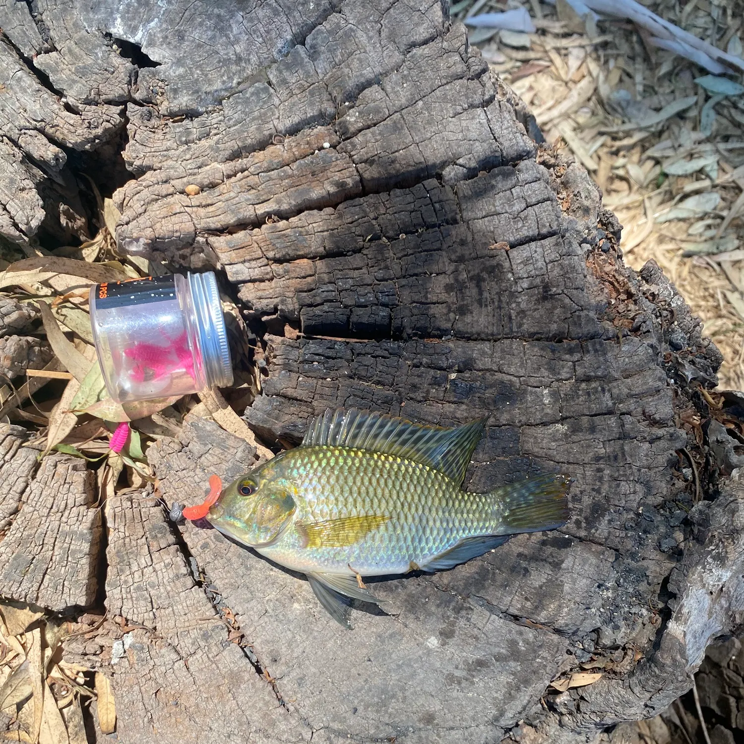 The most recent Redbelly tilapia catches on Fishbrain