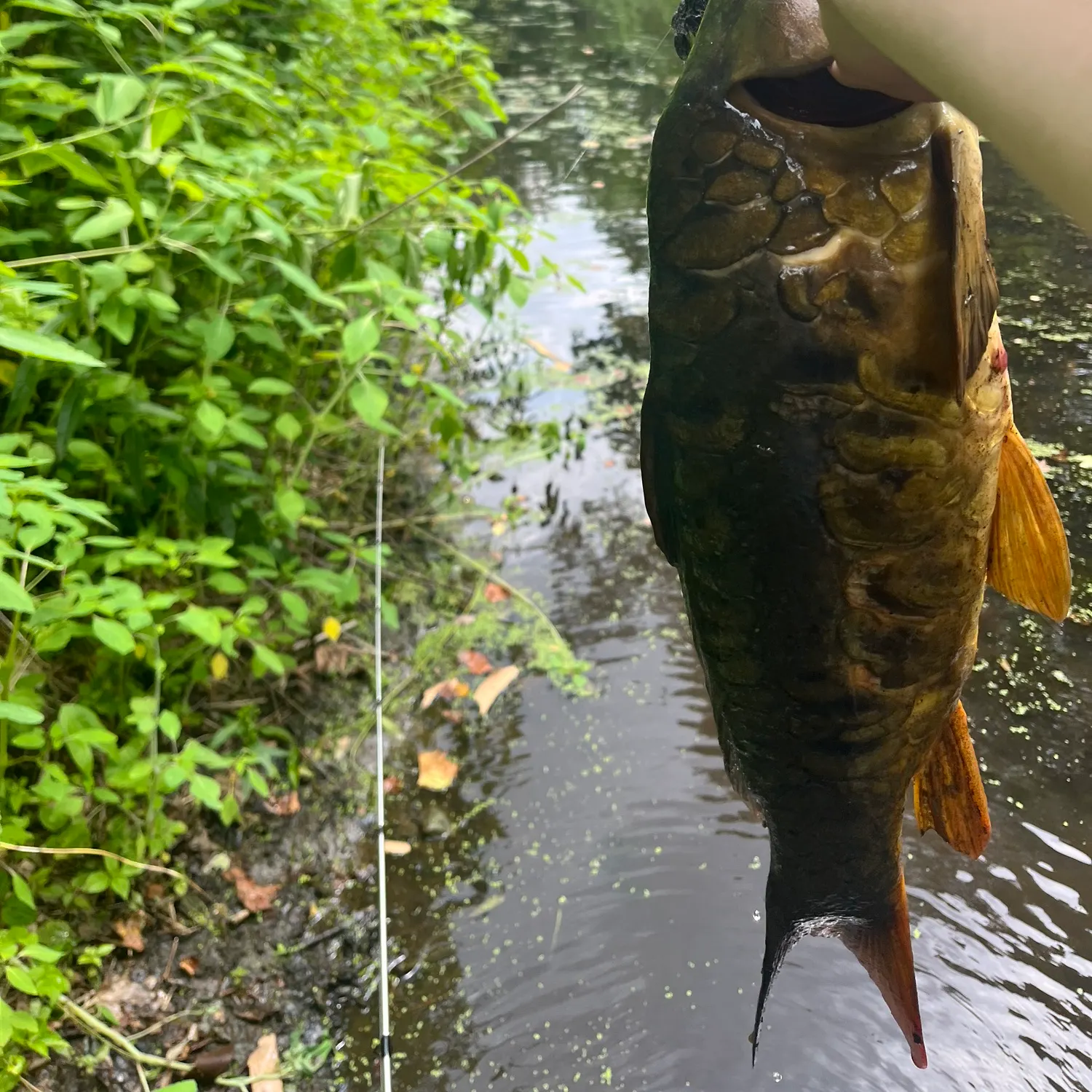 catch