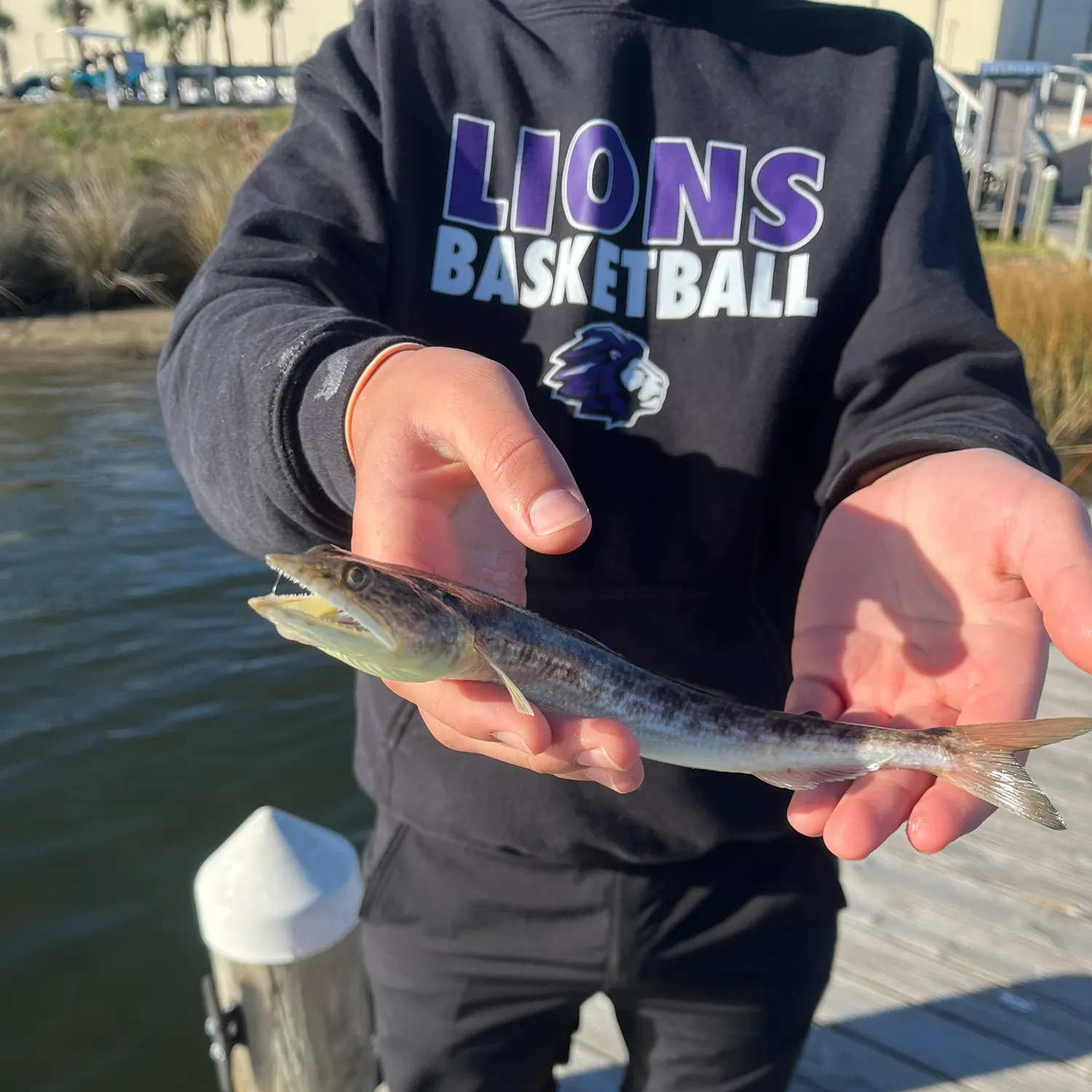 The most recent Great barracuda catches on Fishbrain