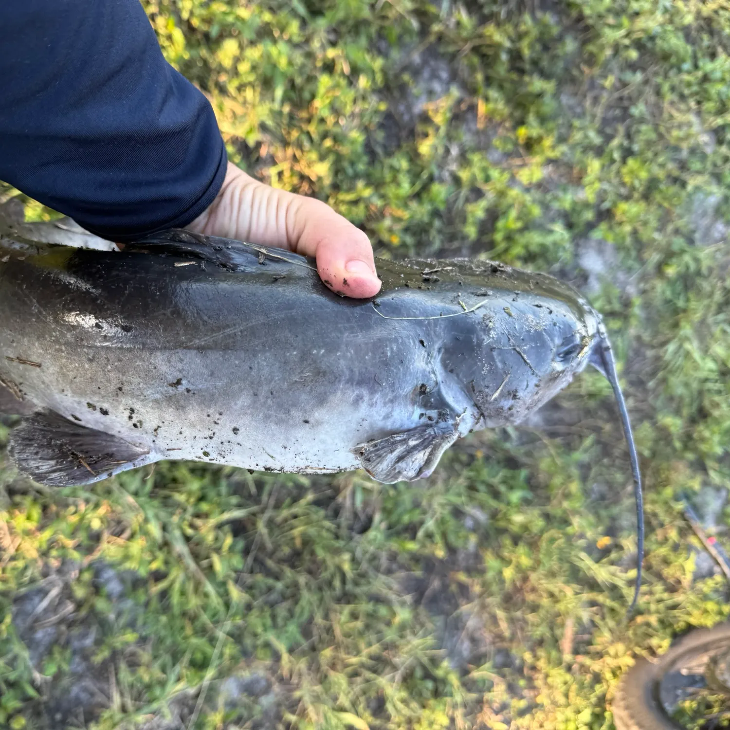 Channel catfish caught on Fishbrain