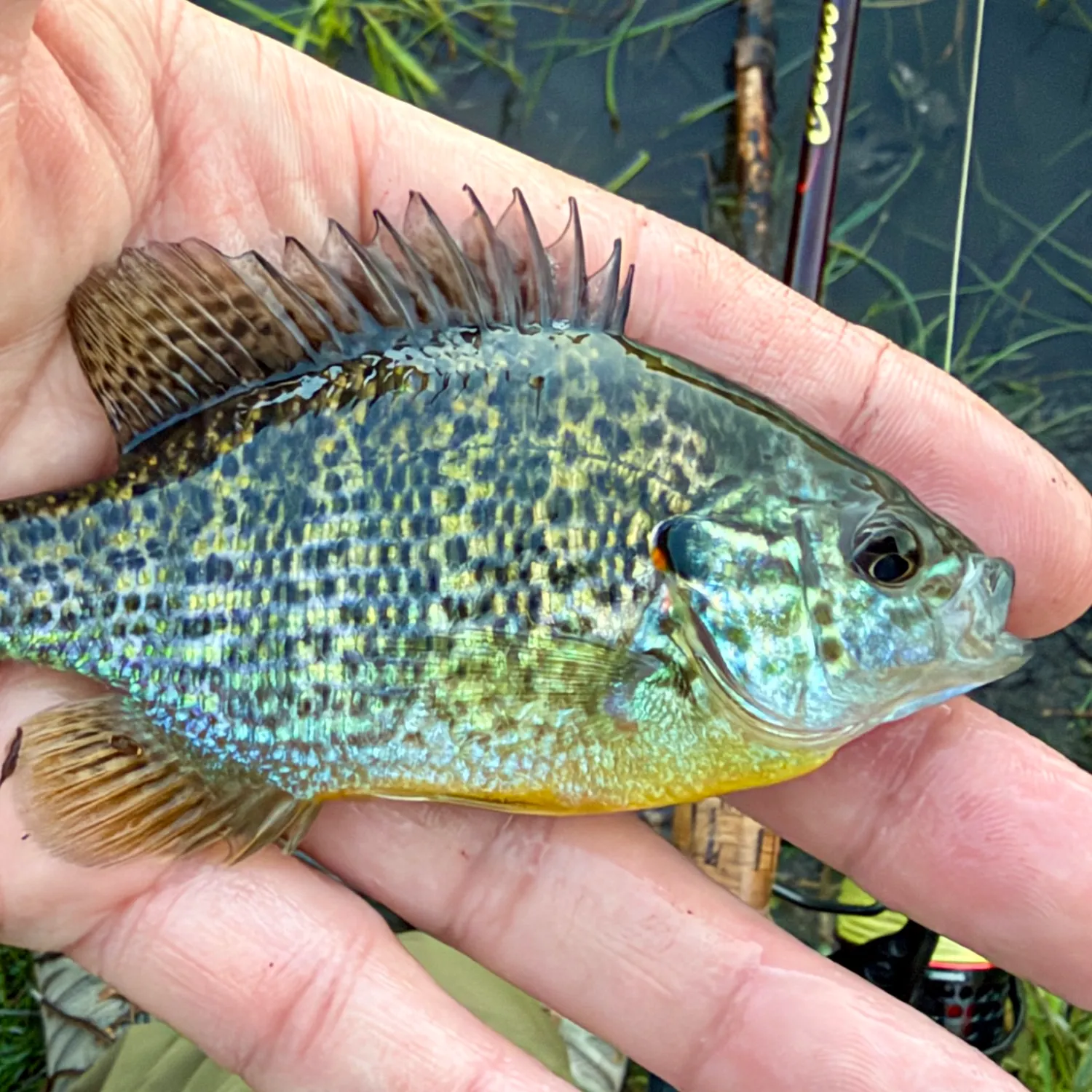 Pumpkinseed caught on Fishbrain