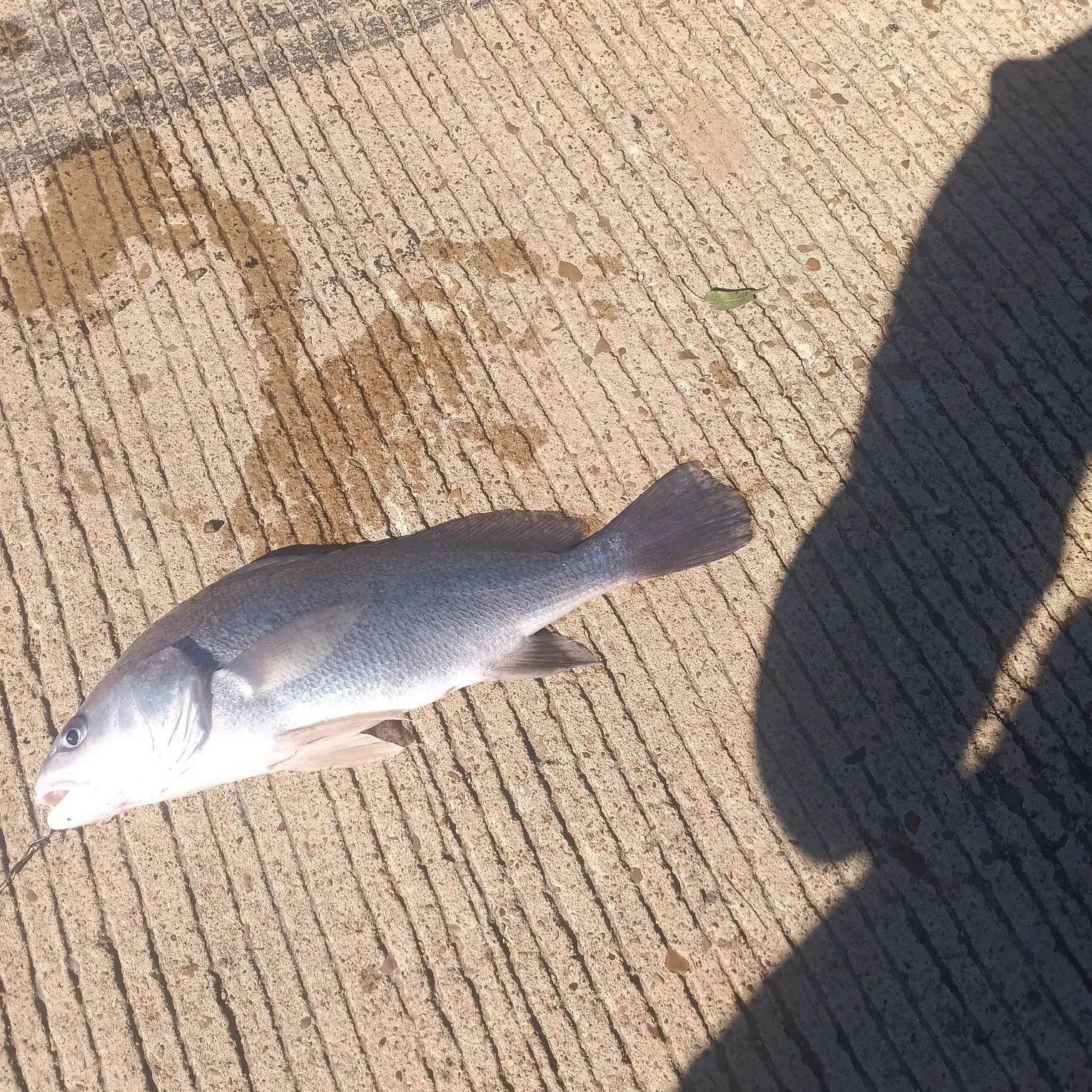 Freshwater drum caught on Fishbrain