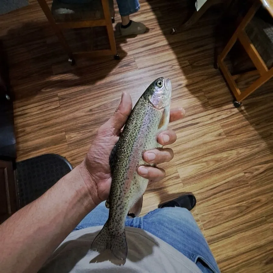 Rainbow trout caught on Fishbrain