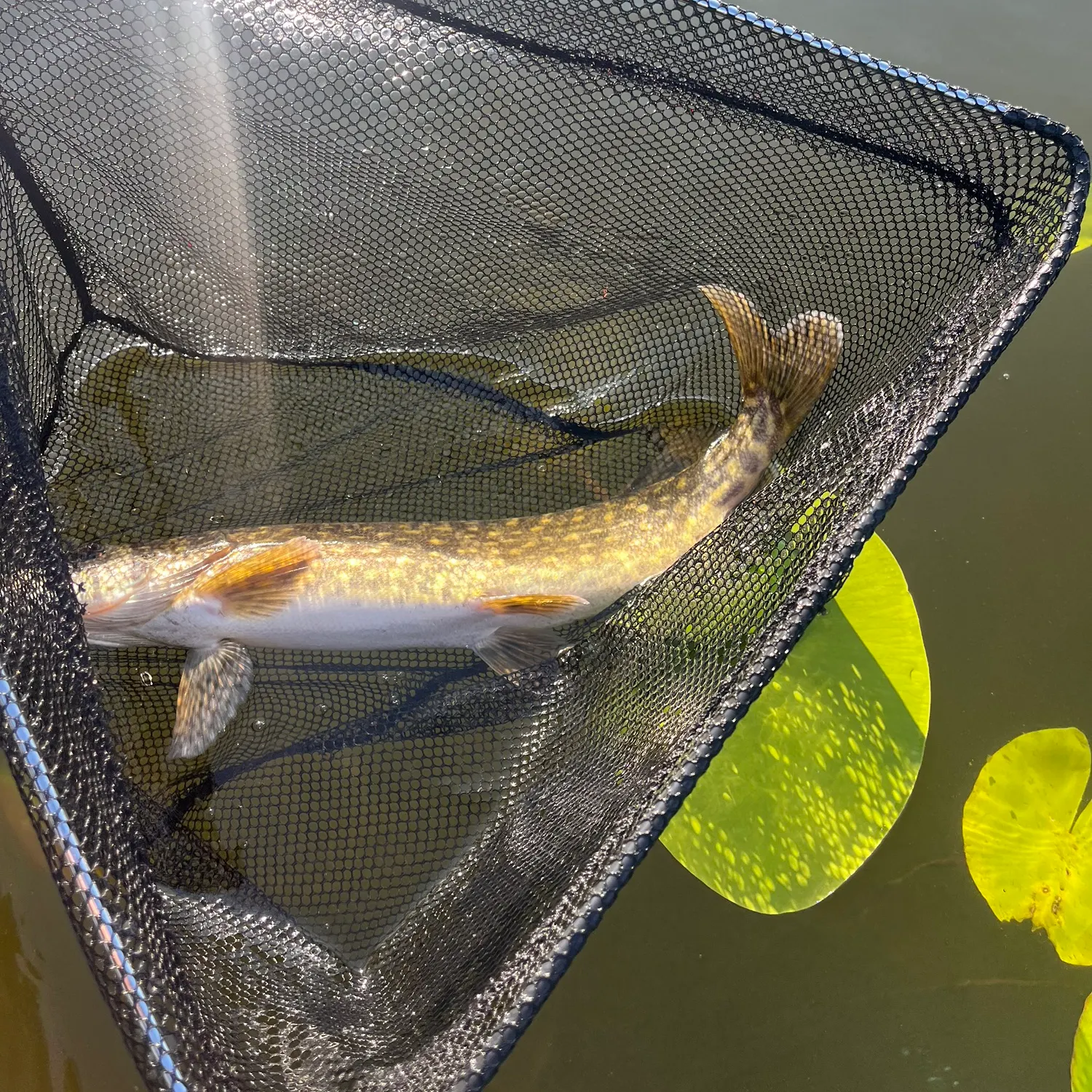 The most recent Northern pike catches on Fishbrain