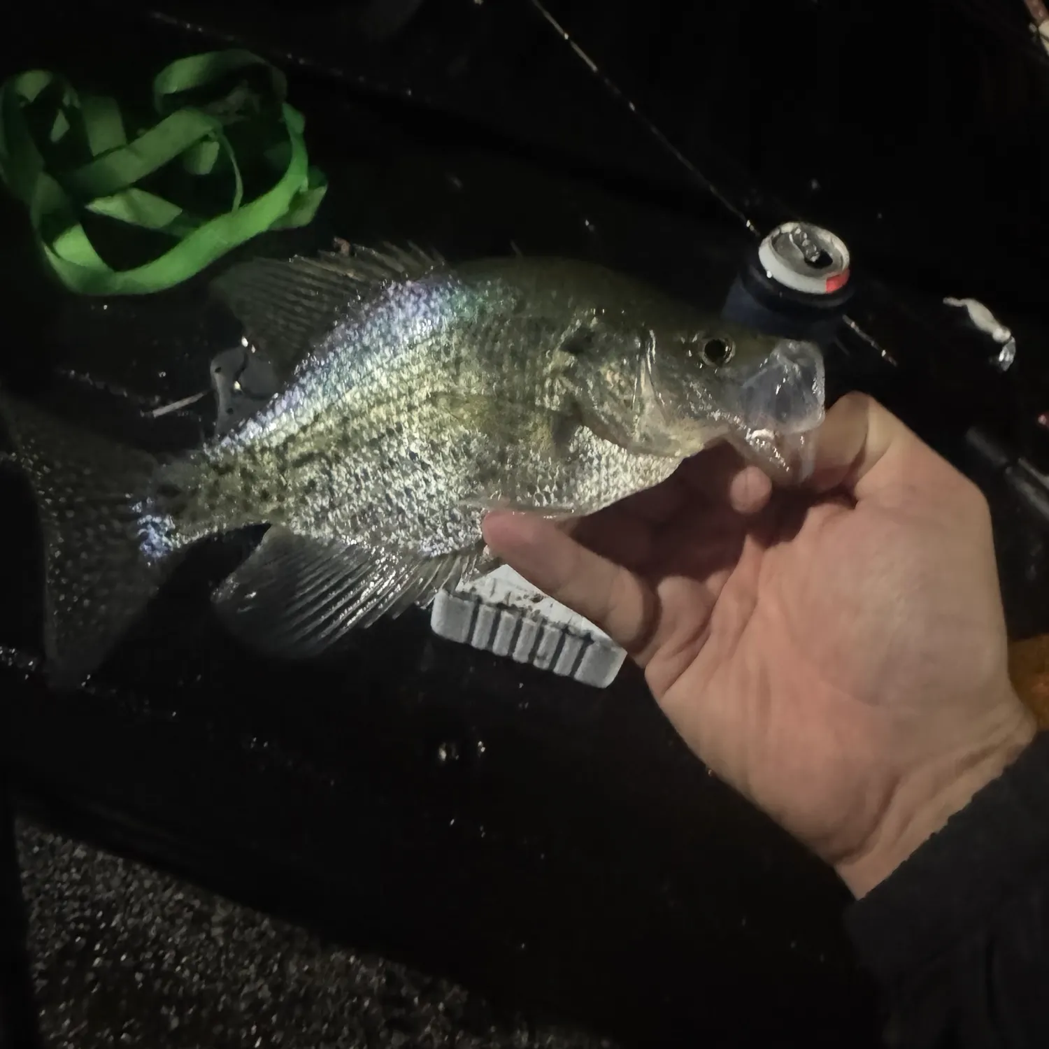 Black crappie caught on Fishbrain