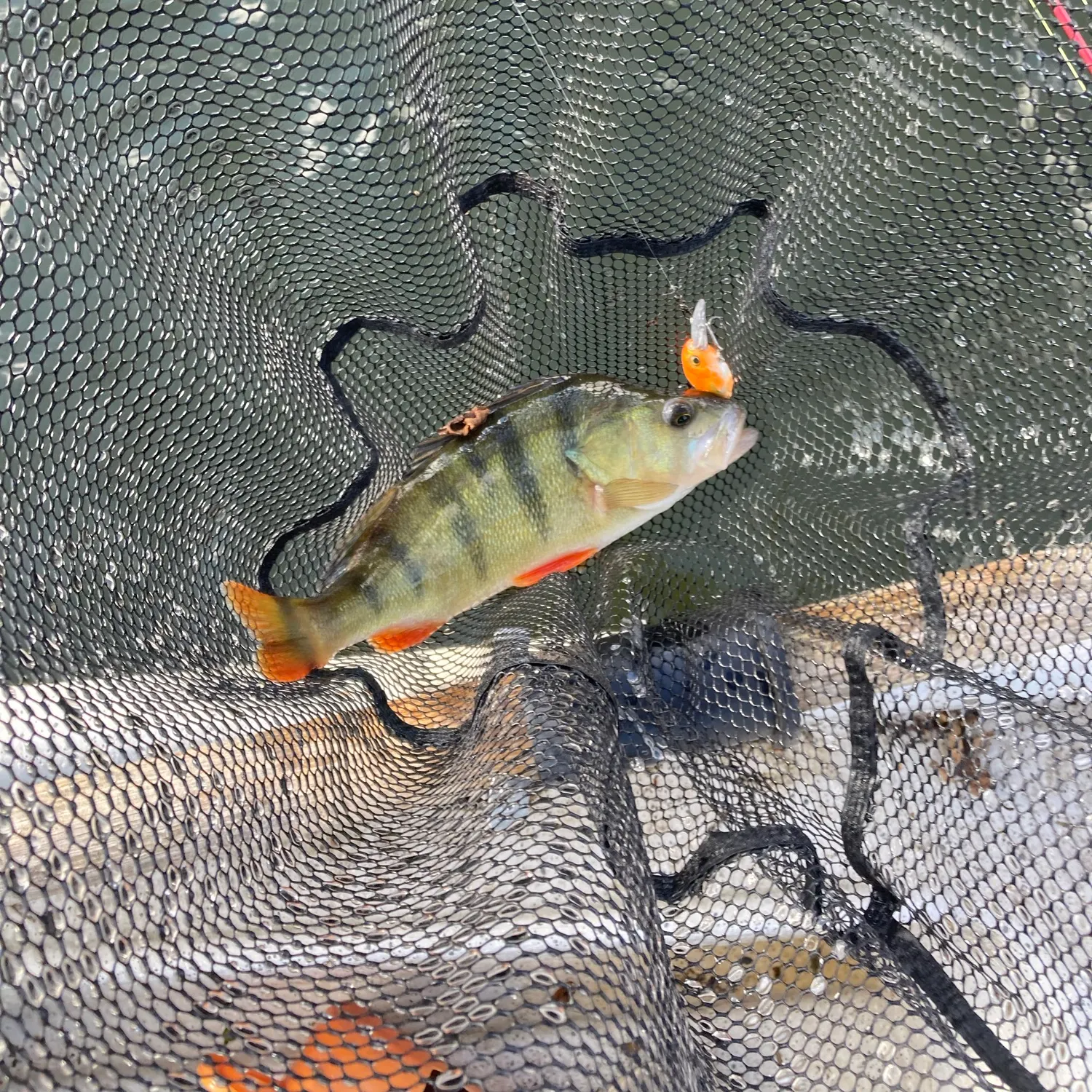 European perch caught on Fishbrain