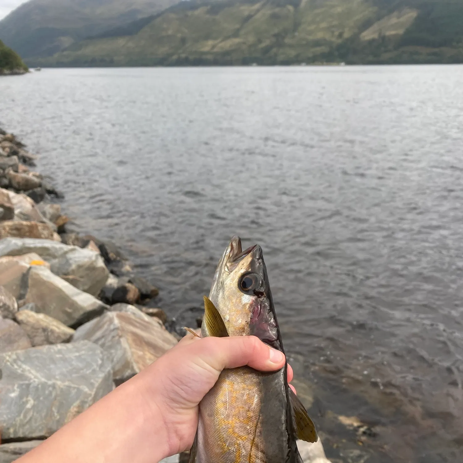 The most recent Pollack catches on Fishbrain
