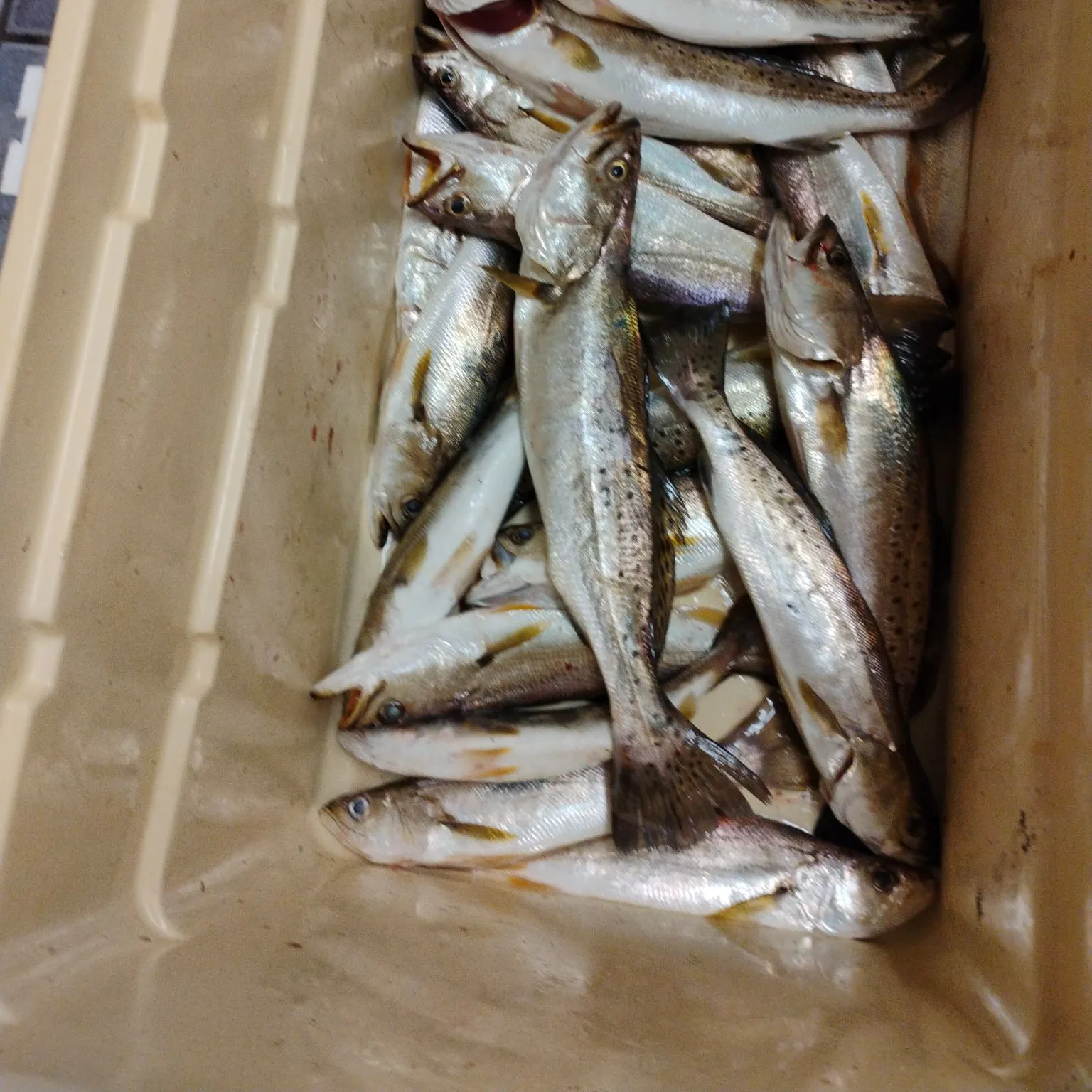 Spotted seatrout caught on Fishbrain