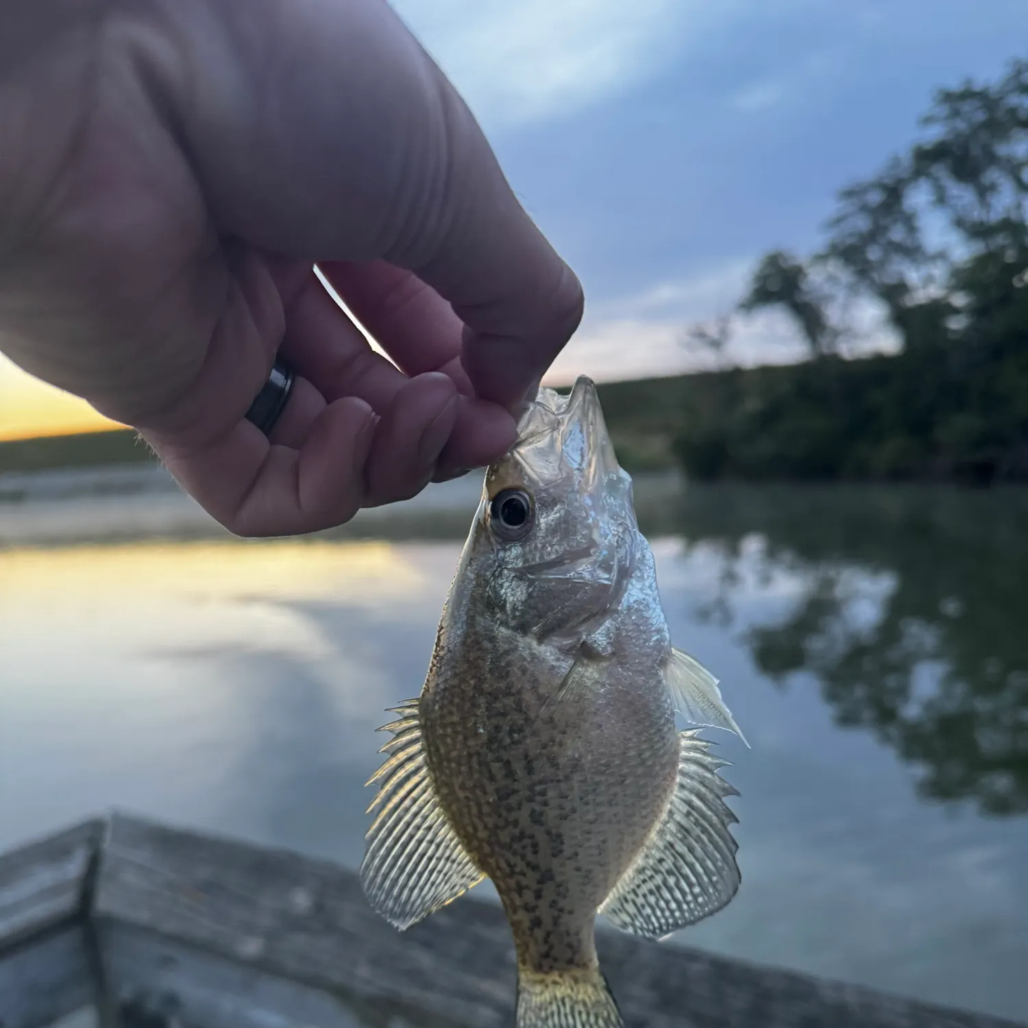 Black crappie caught on Fishbrain