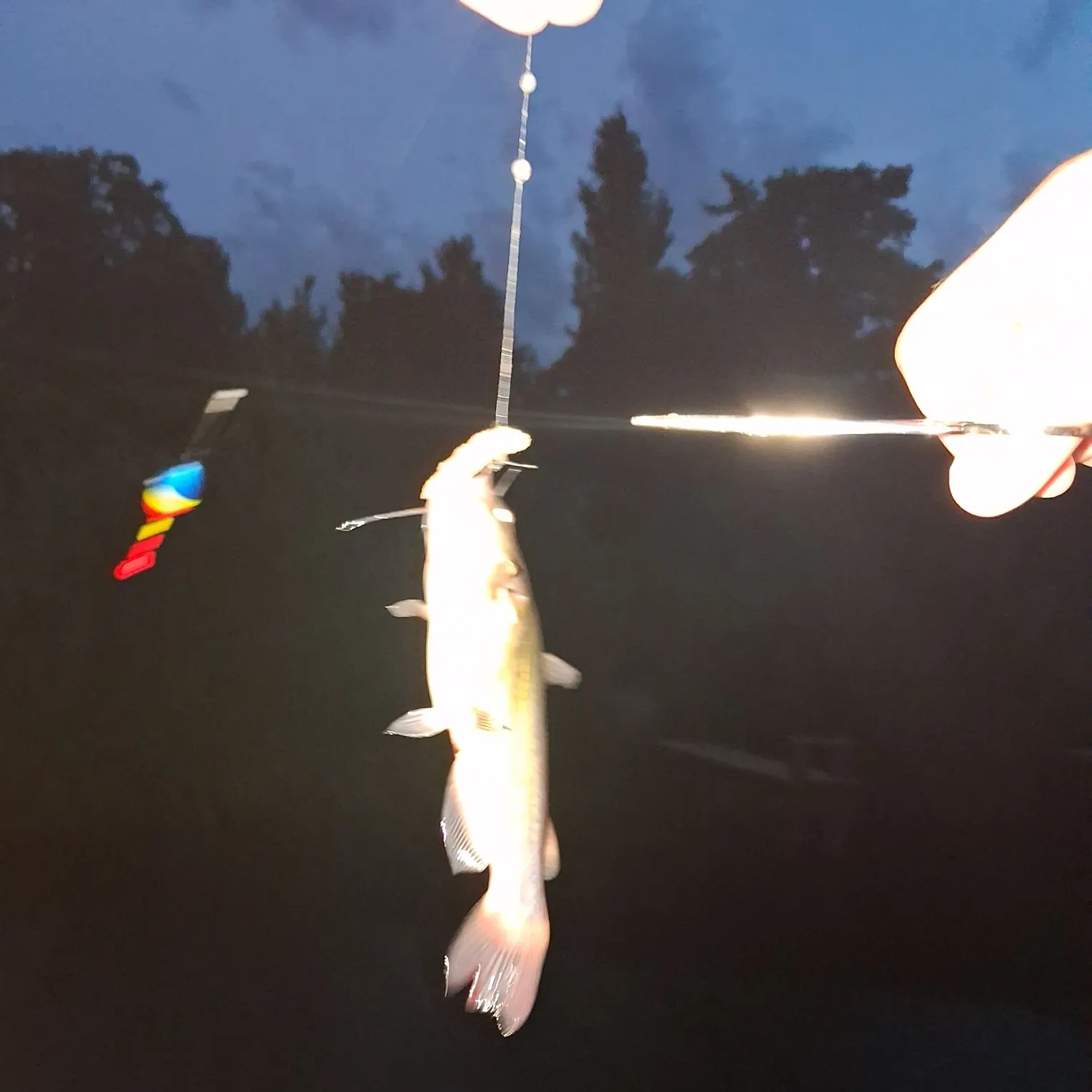 Channel catfish caught on Fishbrain