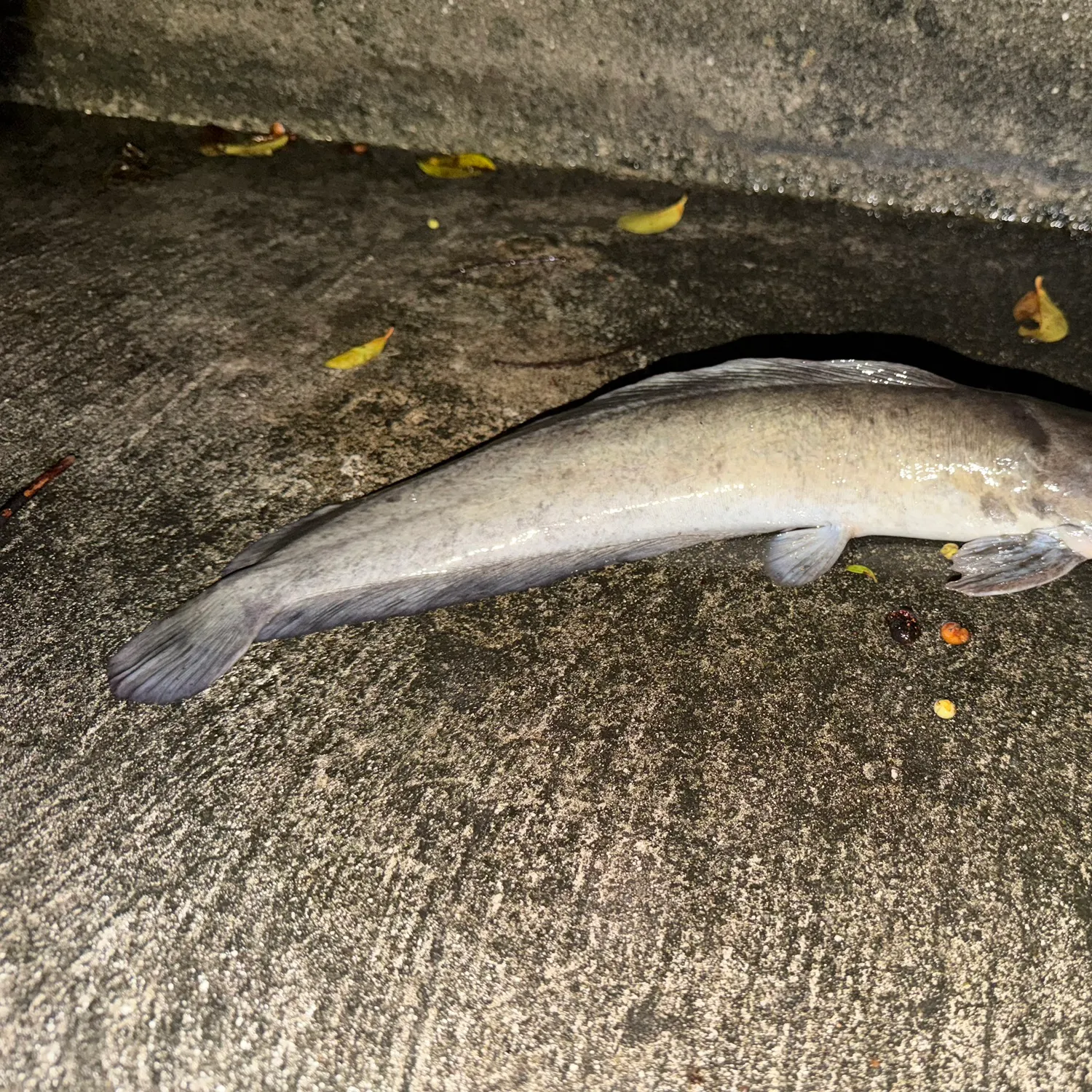 Channel catfish caught on Fishbrain