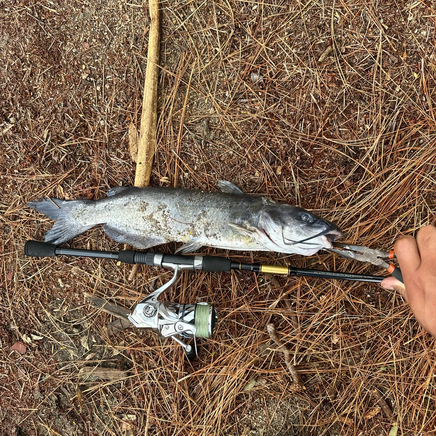 Channel catfish caught on Fishbrain