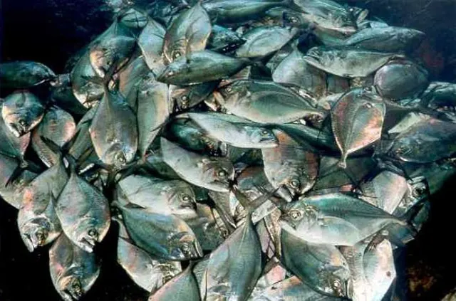 Malabar trevally