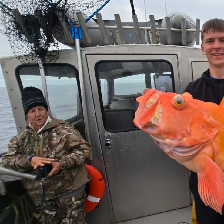 The most recent Yelloweye rockfish catches on Fishbrain