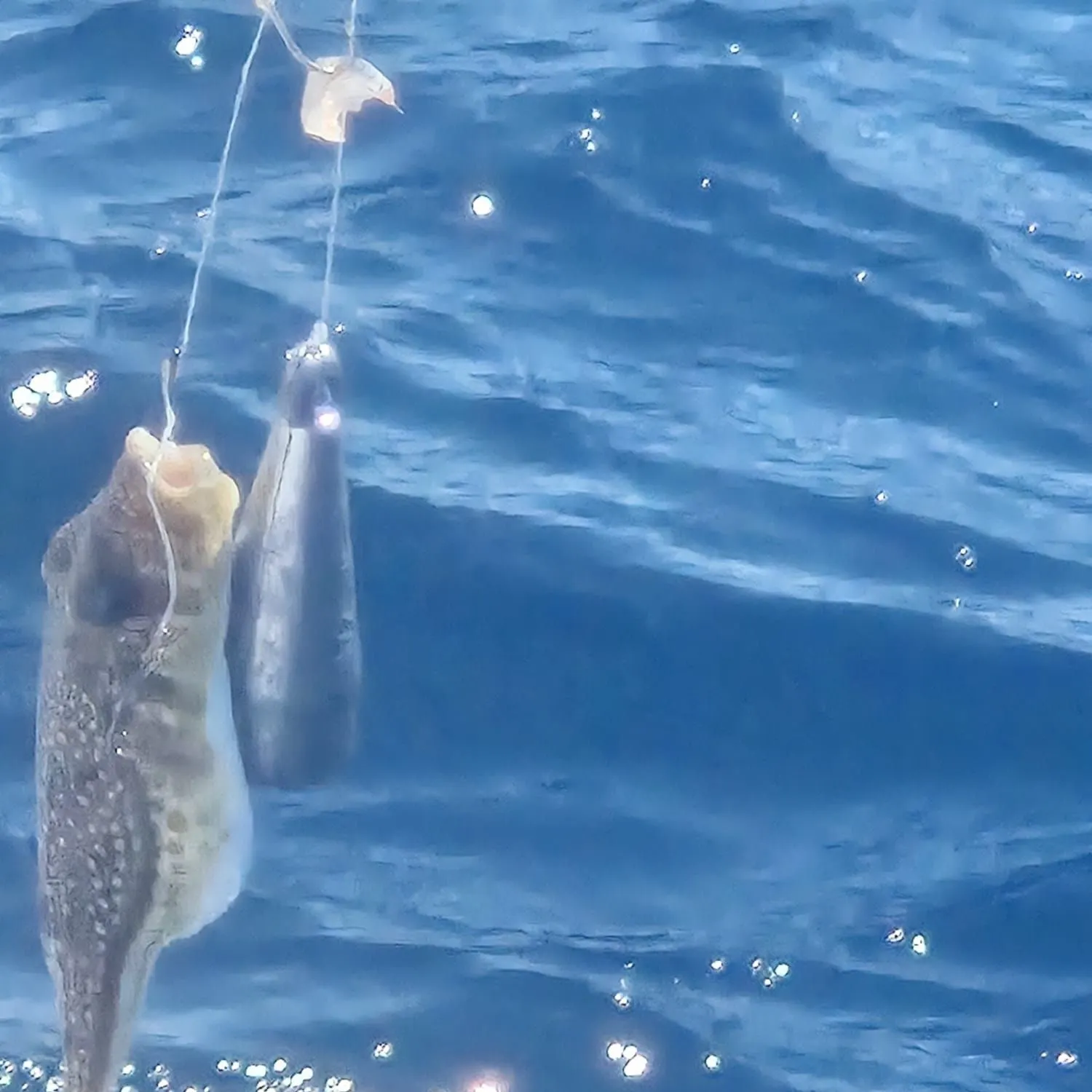 The most recent Bullseye puffer catches on Fishbrain