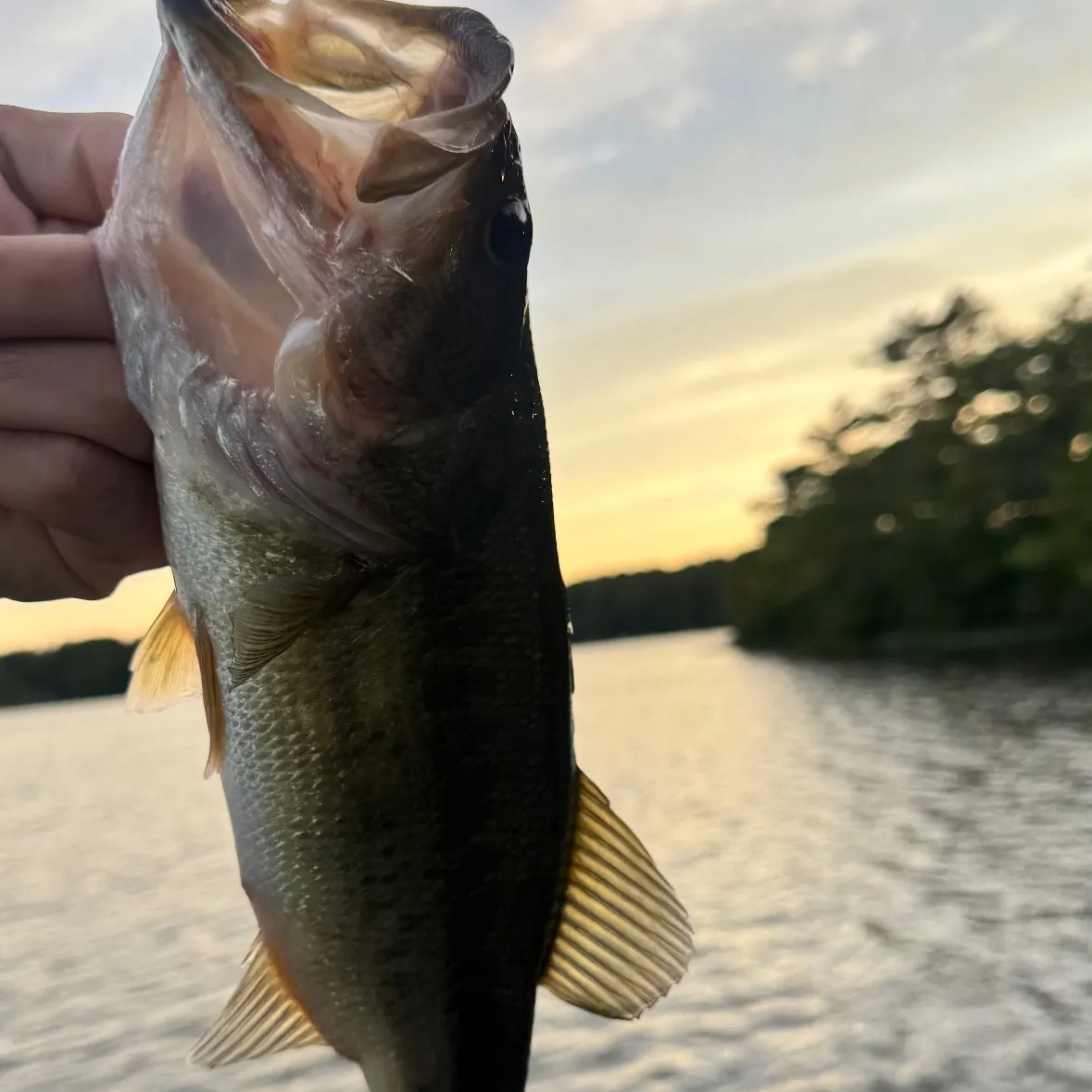 Largemouth bass caught on Fishbrain