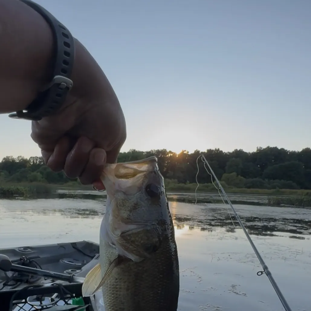 Largemouth bass caught on Fishbrain