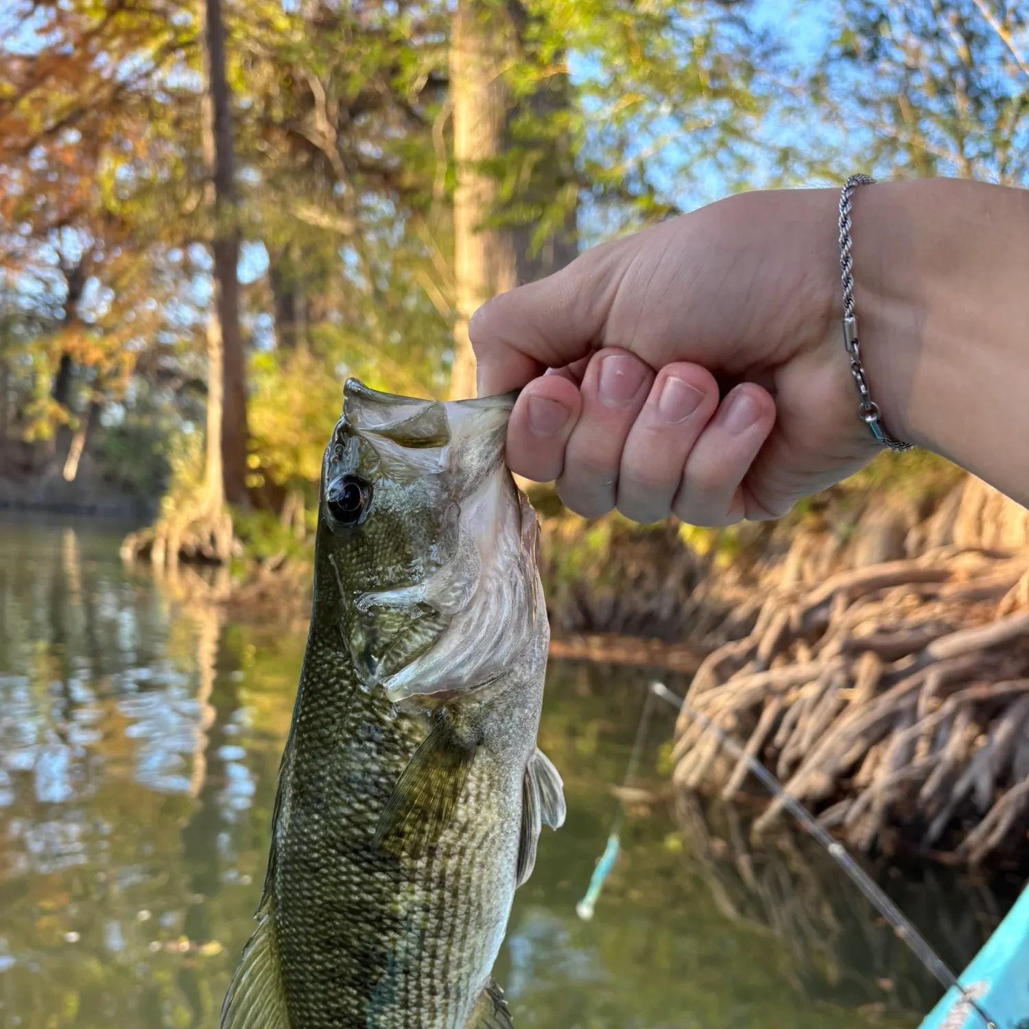 The most recent Guadalupe bass catches on Fishbrain