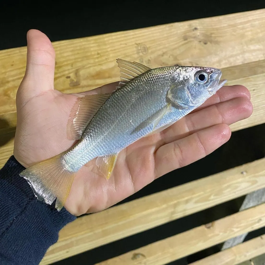 The most recent Silver perch catches on Fishbrain