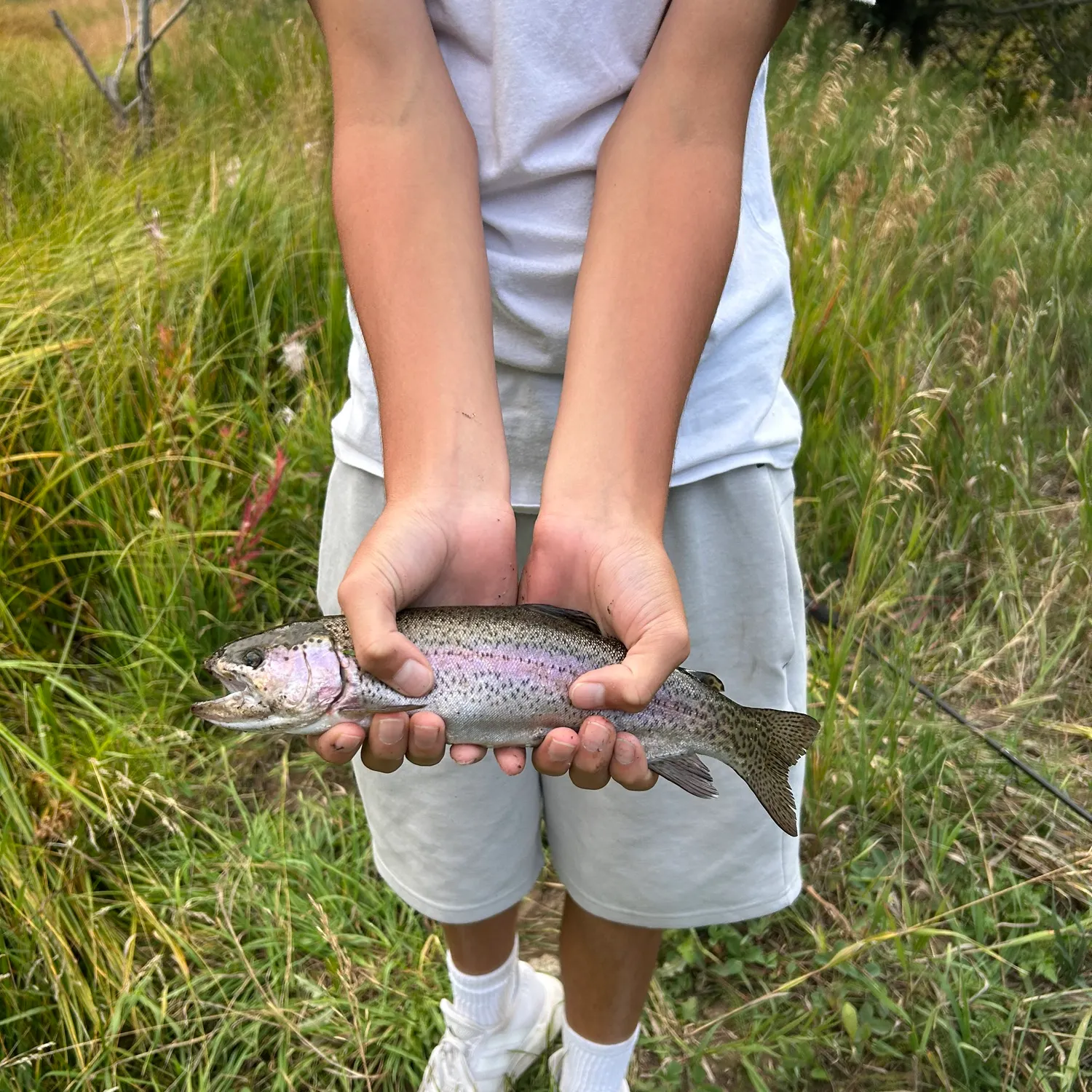 Rainbow trout caught on Fishbrain
