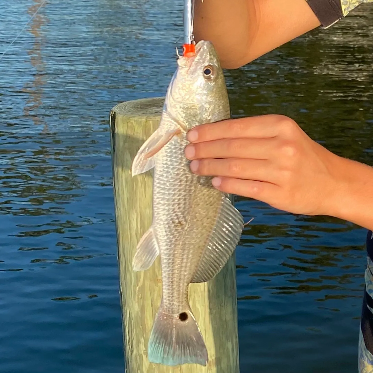 Red drum caught on Fishbrain